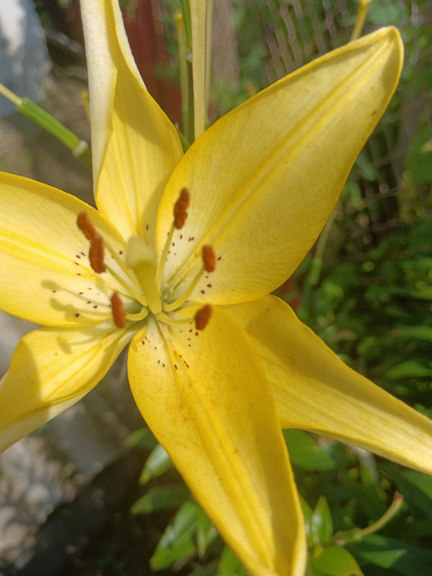 This is a close-up, outdoor, natural light photograph of a yellow lily. The flower is in focus and fills most of the frame. The petals are a bright yellow, with some showing speckles of brown and red. The stamen and pistil are visible in the center of the flower, with brown anthers. The background is blurred and consists of green foliage and a hint of a fence. The scene is set in a garden environment, likely in the city of Sorochinsk, Russia, given the context provided. No people or actions are depicted.