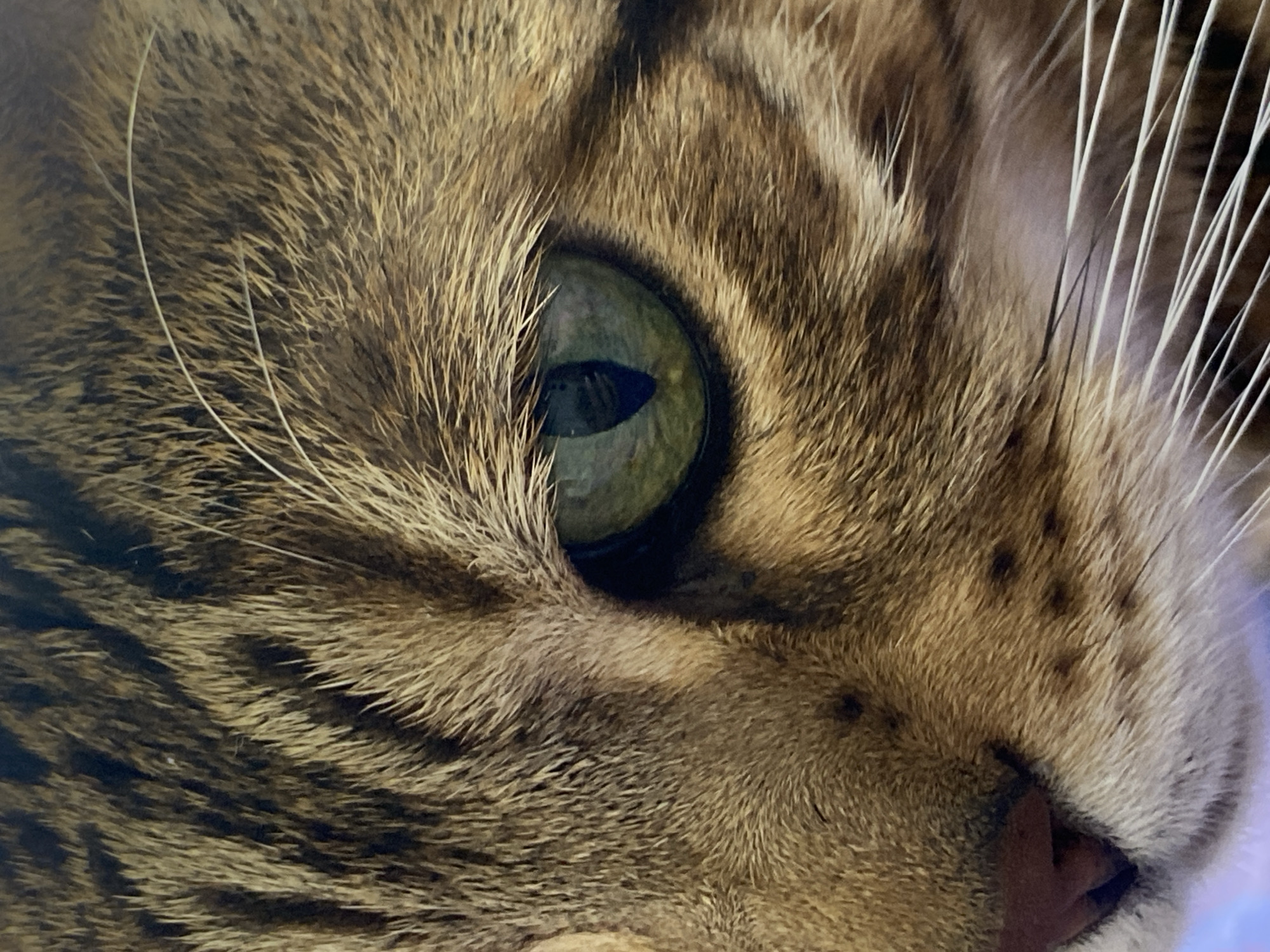 This is a close-up photograph of a cat's face, focusing on its eye and surrounding fur. The cat has green eyes with a dark pupil. The fur is a mix of brown and black stripes, with some lighter hairs around the eye and muzzle. The cat's nose is visible in the lower left corner of the image. There are no people, other animals, or objects in the immediate vicinity. The background is out of focus, but appears to be a neutral color. The image does not contain any information that would allow for the determination of its location in Chaikovsky, Russia, or any other specific geographical area.