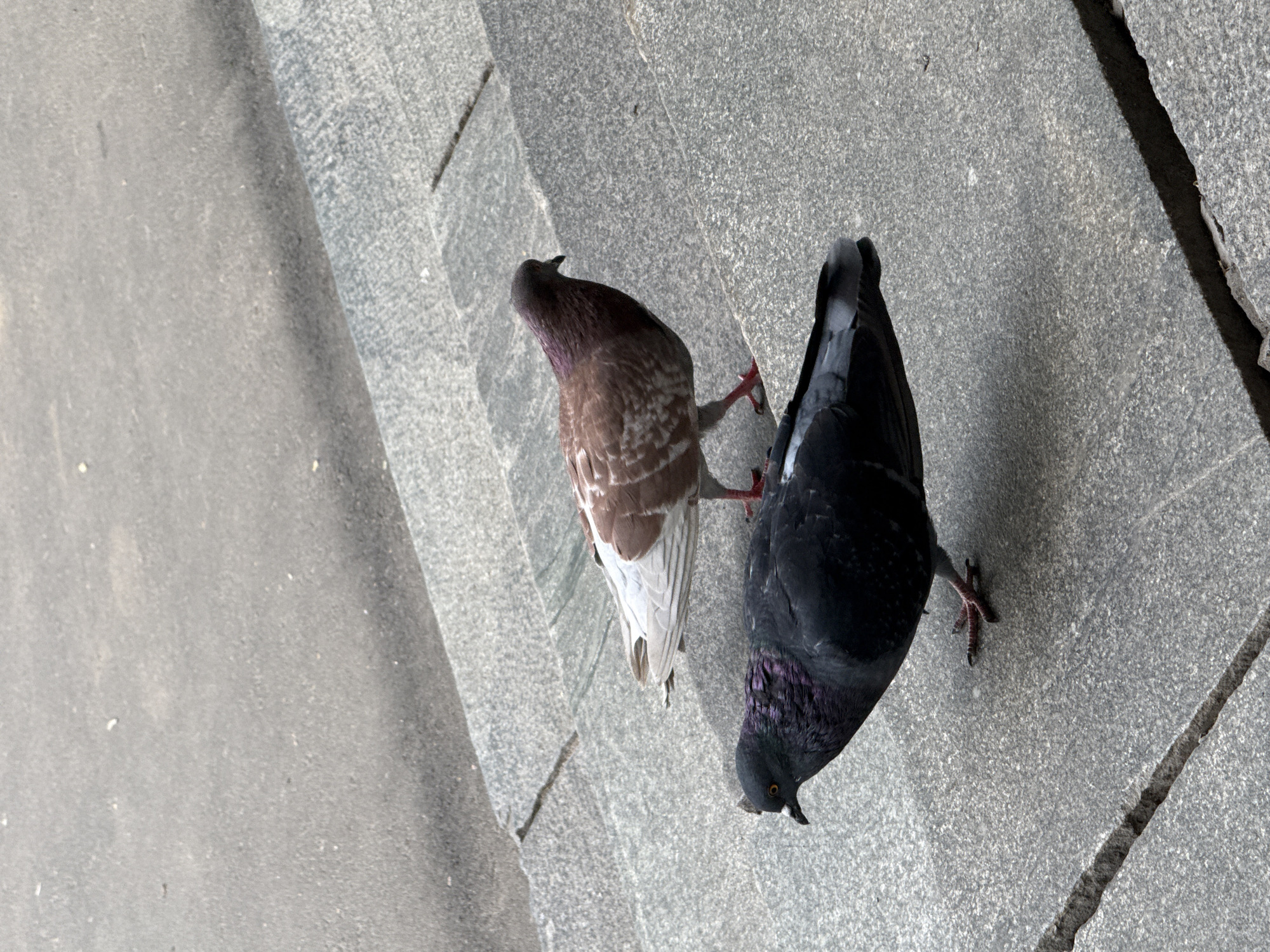 Two pigeons are standing on a gray, textured surface that appears to be stone steps. The pigeon in the foreground is predominantly black with iridescent purple and green feathers around its neck. It is facing left, with its eye visible. The pigeon in the background is a lighter brown and white, and it is facing right. Both pigeons have red legs and feet. The background is a blurred gray surface, likely asphalt or concrete, indicating an outdoor urban environment. The lighting suggests it is daytime. There are no humans or other animals visible in the image. The scene is generic and does not provide specific indicators of its location in Moscow, Russia.