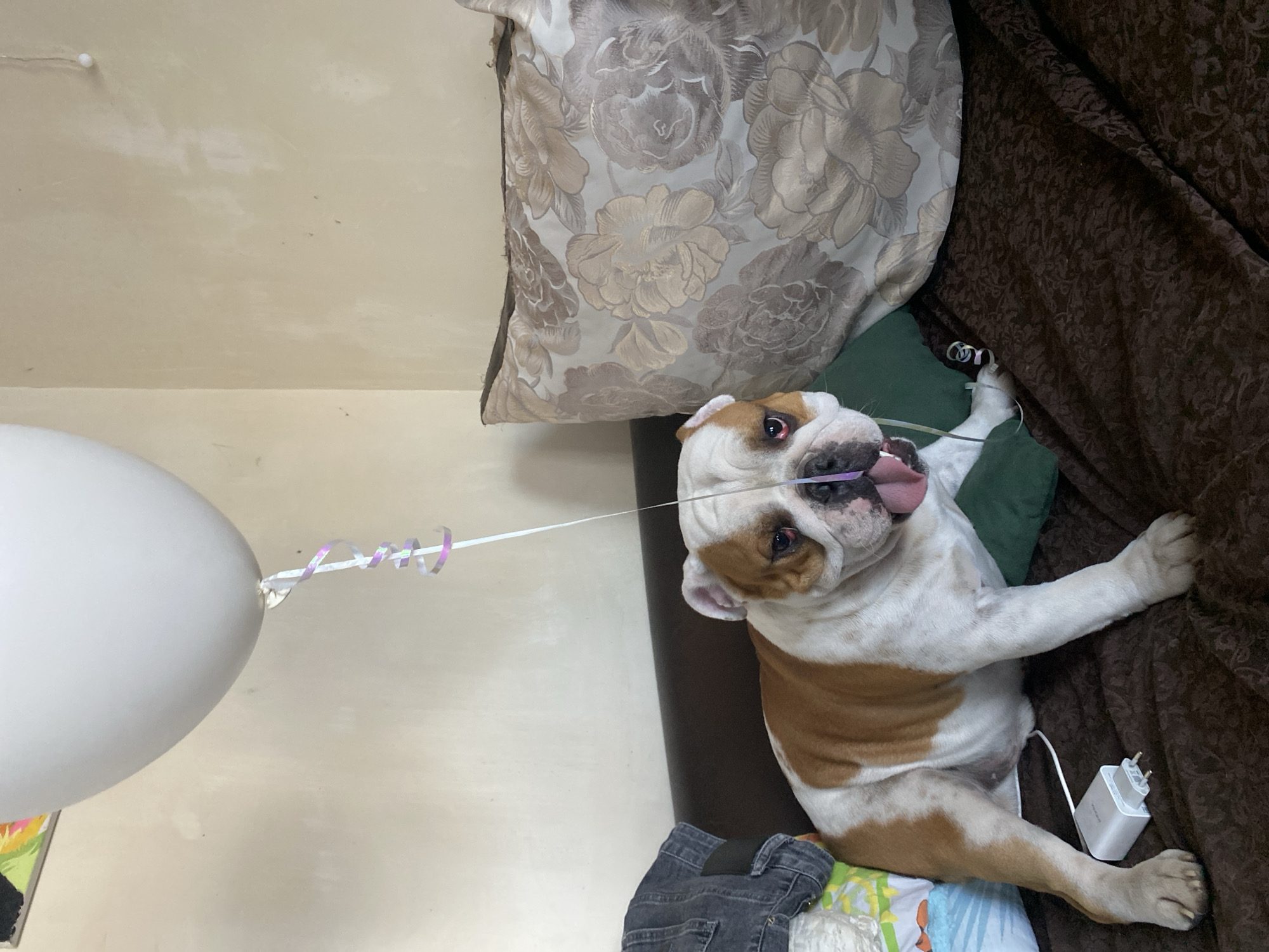 A bulldog lies on a brown patterned couch next to a decorative floral pillow. It is holding a white balloon by the ribbon in its mouth and extending its tongue. A phone charger lies near its paw. The location appears to be indoors. There is no verifiable indication that the location is in the city of Chaikovsky, Russia.