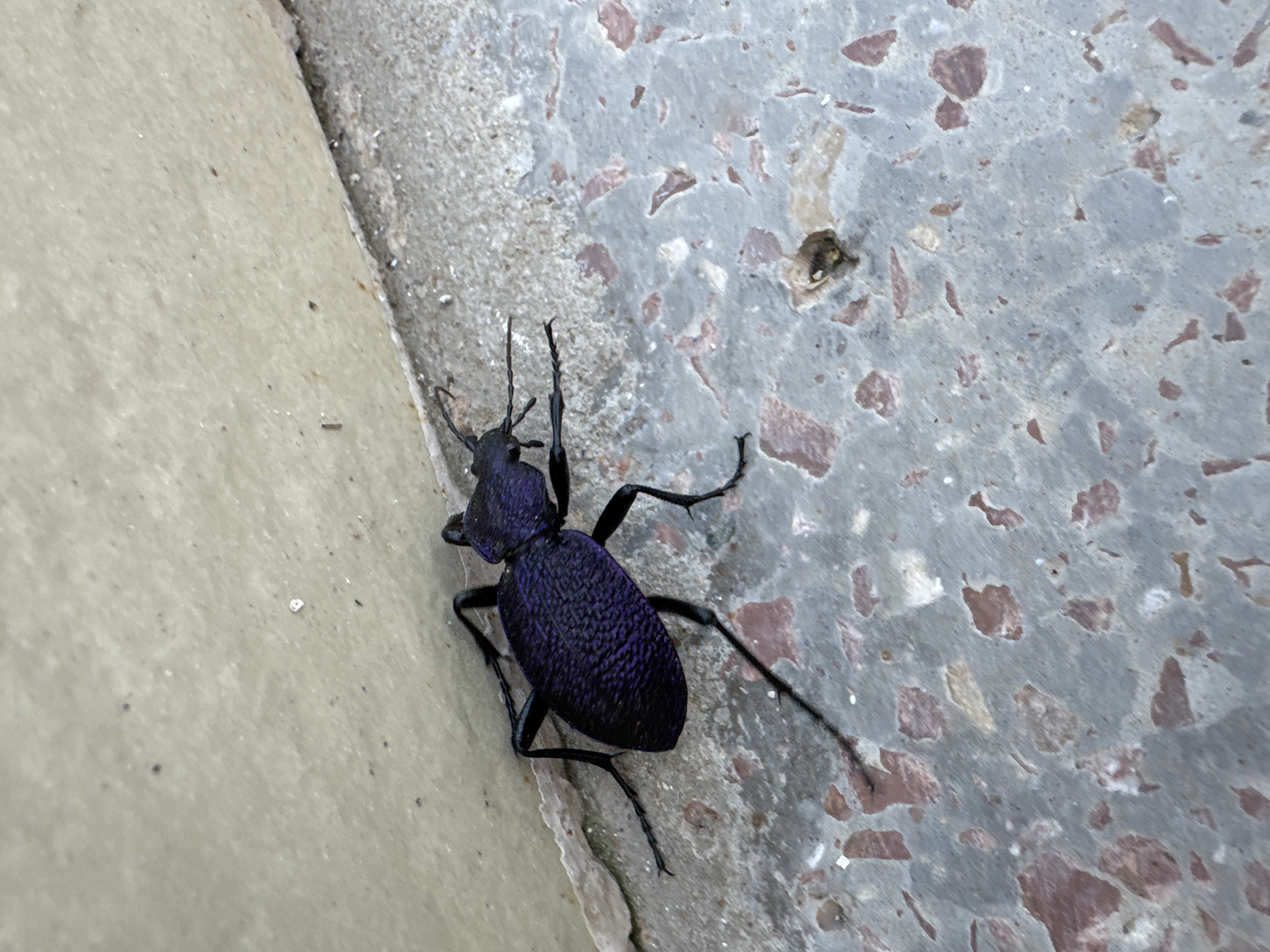 A violet ground beetle is observed on a concrete surface, adjacent to a tan-colored wall. The concrete has a speckled pattern with reddish-brown and tan fragments. The beetle is black, with a textured violet sheen on its elytra. The location of the photograph is unknown, but the request mentioned Yevpatoriya, Ukraine.