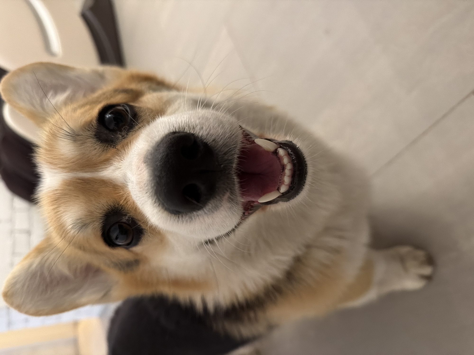 A close-up, upward-angled shot shows a corgi dog looking directly into the camera with a happy expression. The dog's face fills the frame, featuring its black eyes, large black nose, and a glimpse of its teeth and pink tongue. The dog has a tan and white coat. The background is a light beige floor and a blurred dark and light chair. There is no indication of this image being taken in Ryazan, Russia.