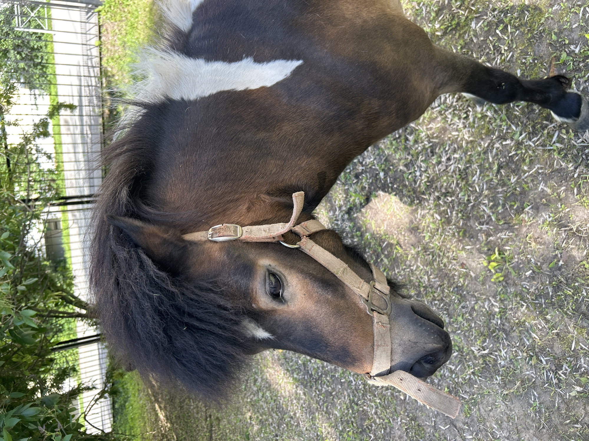 A close-up, eye-level shot shows the head and neck of a brown and white horse. The horse is facing left and is wearing a beige halter. The background consists of green trees and a metal fence, suggesting an outdoor setting, possibly in the city of Medvedevo, Russia. The ground is covered in dry grass and dirt. The lighting is bright, indicating daytime.