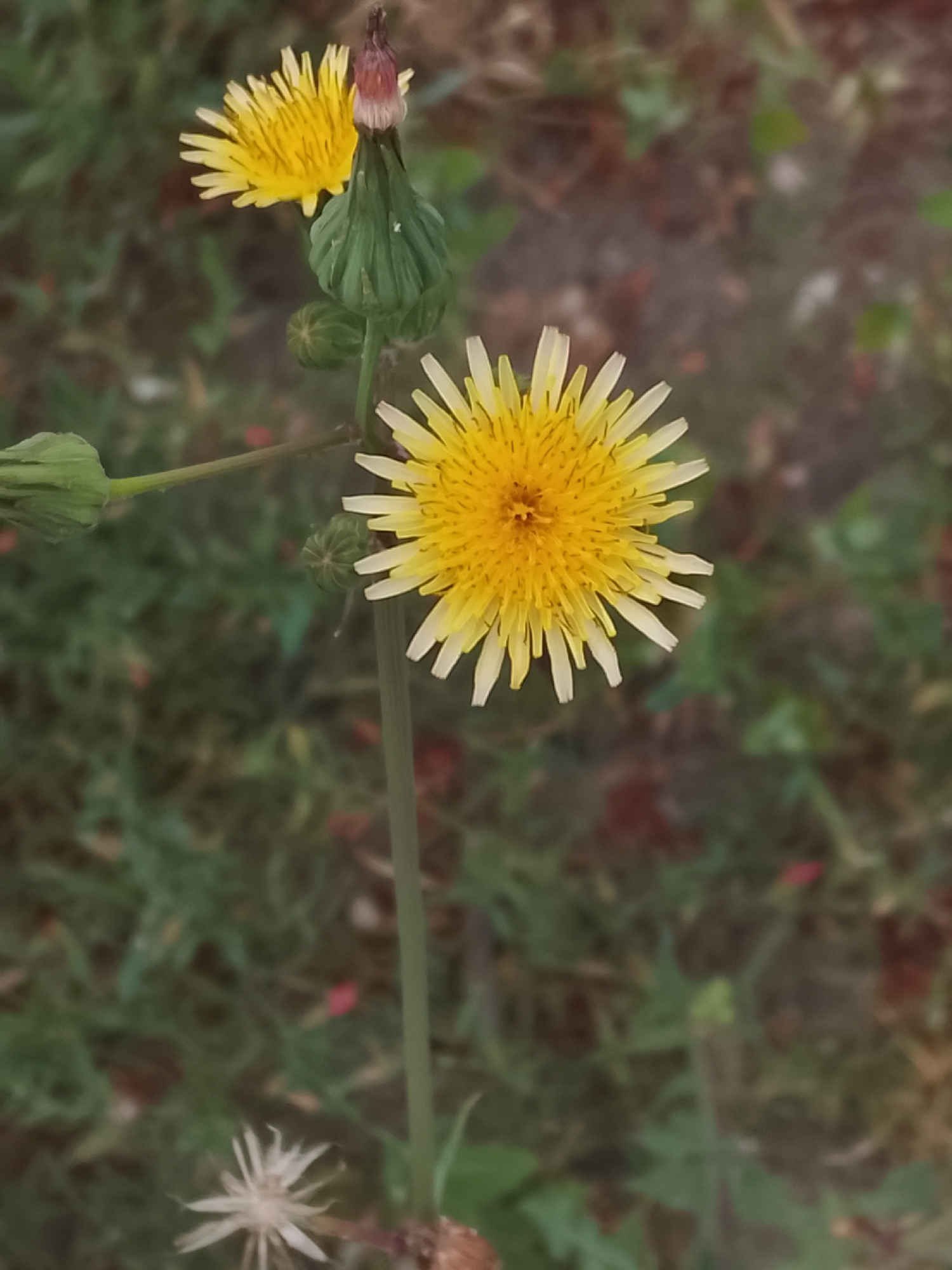 The image displays a close-up view of yellow wildflowers and buds against a blurred background of green foliage and brown earth. The primary subject is a fully bloomed yellow flower with thin, ray-like petals radiating from a central disk. To the left and slightly above this flower, another yellow flower is visible, partially obscured by a green bud. A larger green bud, topped with a purplish tip, is positioned to the right of the main flower. In the lower portion of the image, a white, dried seed head is present. The overall scene suggests an outdoor setting, likely a natural or semi-natural area within the city of Codru, Moldova, characterized by vegetation. There are no people or discernible human activity.