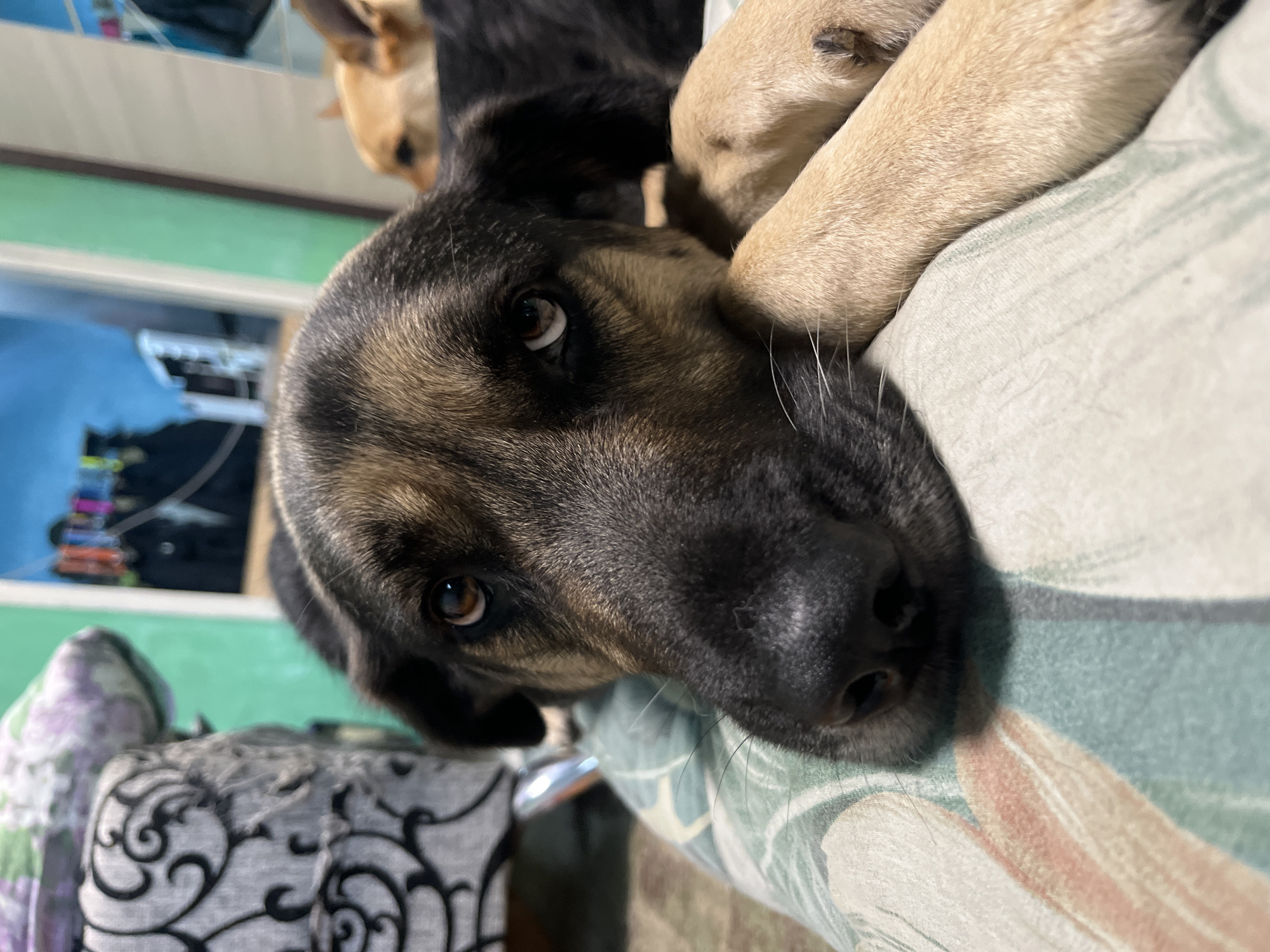 A close-up shot focuses on the face of a German Shepherd dog, with its head resting on a patterned pillow. The dog's dark fur transitions to tan around its muzzle and ears, and its brown eyes are looking directly at the camera. Another dog, lighter in color, is partially visible in the background, appearing to be upside down. The scene suggests a comfortable, indoor setting. The pillow has a floral or abstract pattern in muted green and pink tones. In the background, a green wall is visible, with a blurred reflection of what appears to be a room with shelves and objects. The lighting is soft, suggesting it might be daytime indoors, or evening. There is no visible text in the image.