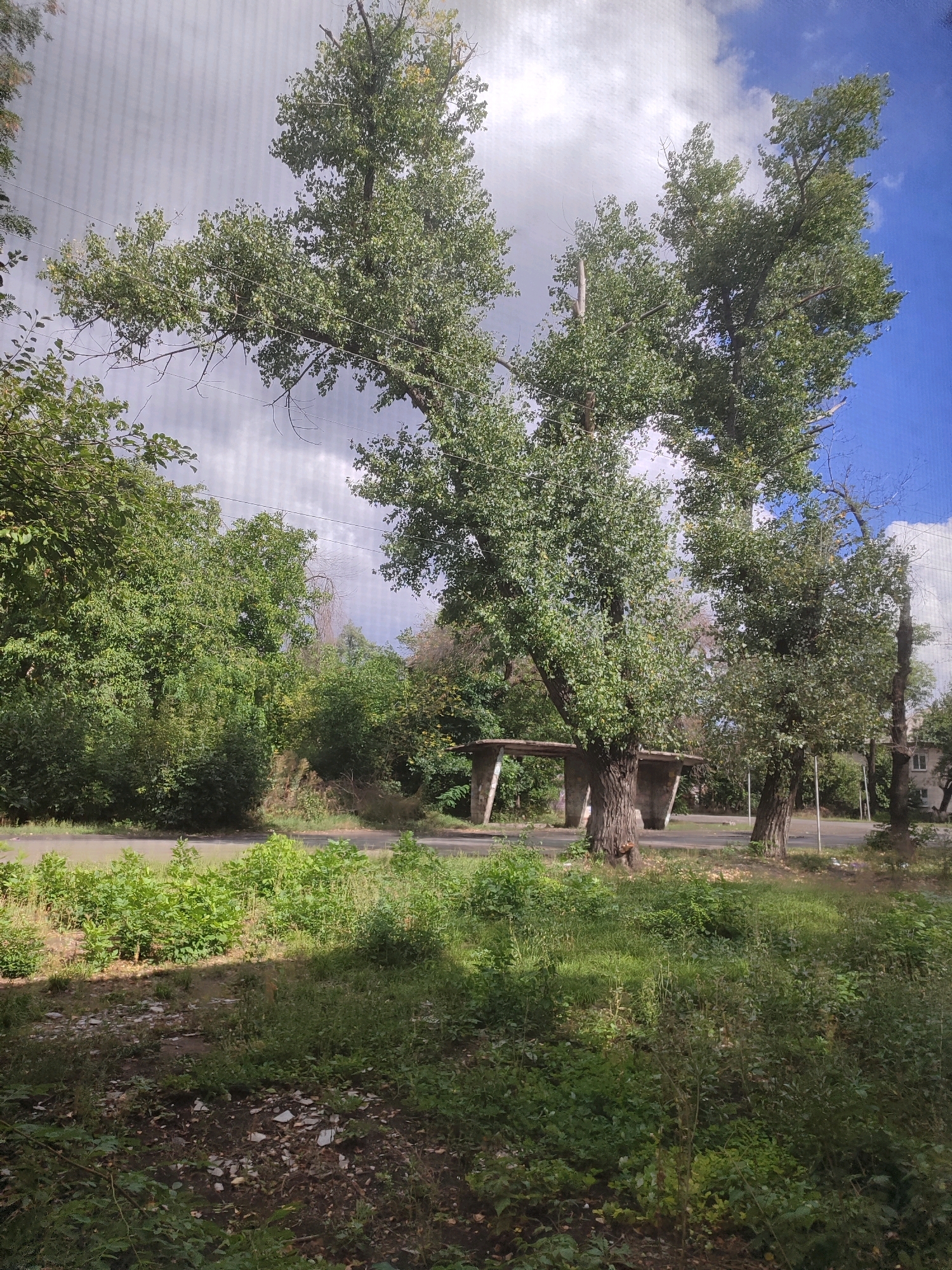 The image depicts an outdoor scene featuring a cluster of large trees with lush green foliage. In the middle ground, there's a concrete bus stop shelter with a corrugated roof supported by pillars, situated next to a road. The foreground is overgrown with grass and some scattered debris. The background shows more trees and a cloudy sky with patches of blue. The overall setting suggests a slightly unkempt urban or suburban environment. There are no people or animals visible in the image.