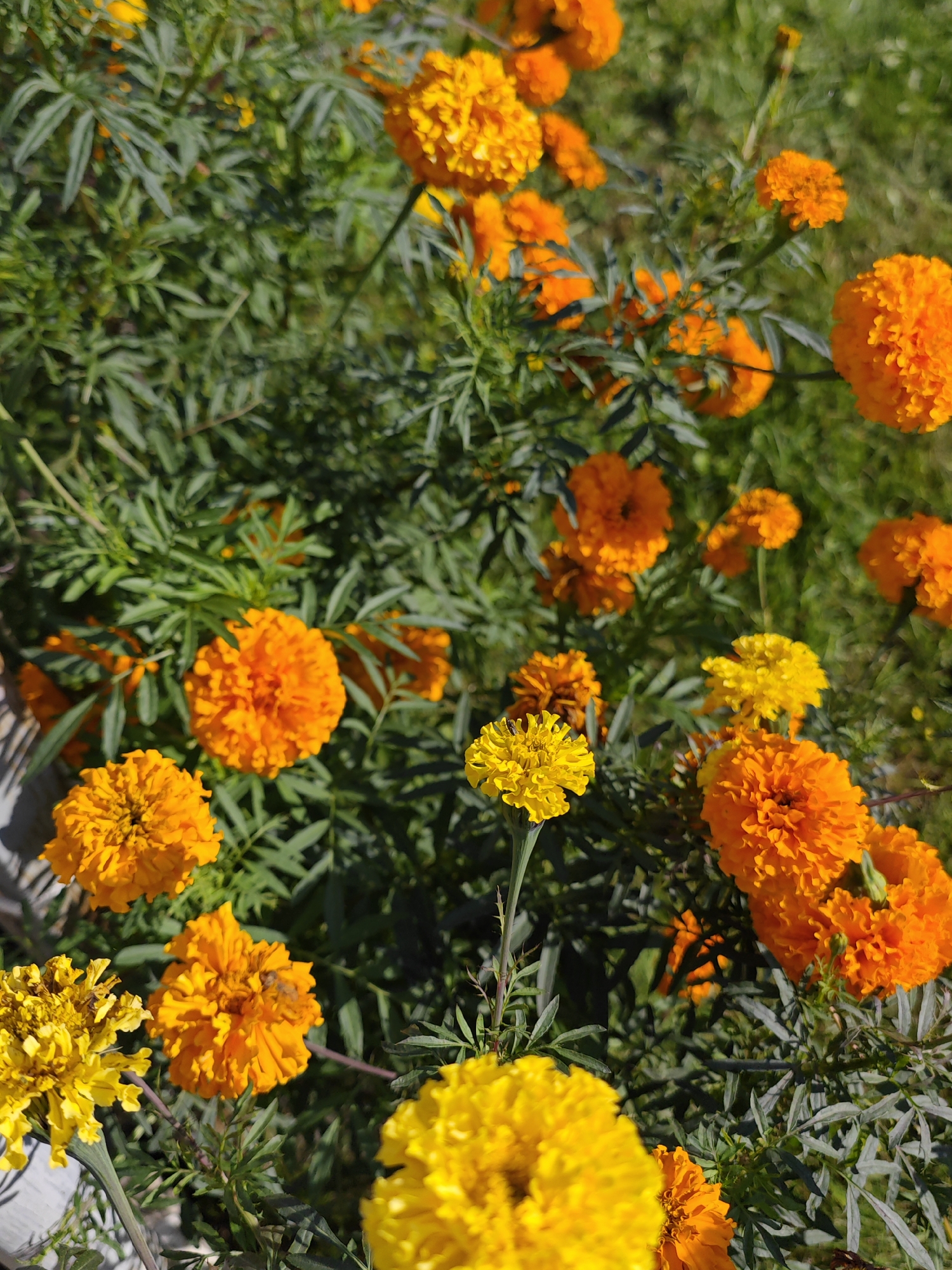 The image depicts a close-up view of a cluster of bright orange and yellow marigold flowers. The flowers are in full bloom, with many petals tightly packed together, creating a fluffy appearance. The foliage is a deep green, with feathery leaves. The background is a blur of green, suggesting a garden or park setting. There are no visible people, animals, or man-made objects in the image. The lighting suggests it is daytime, possibly sunny, given the bright colors and distinct shadows. The scene is devoid of any specific landmarks that would allow for an identification of its location within Krasnoyarsk, Russia.