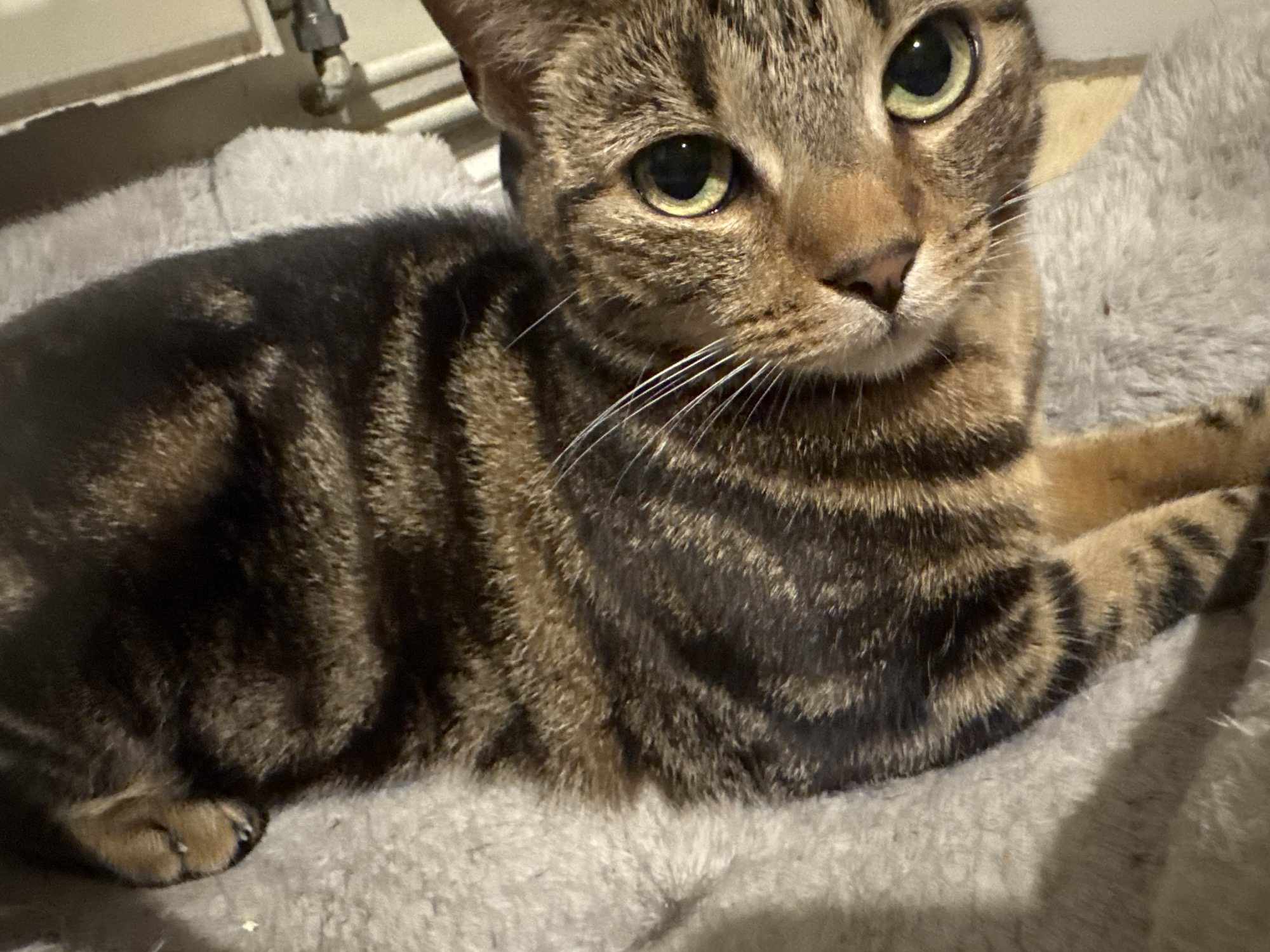 A brown tabby cat is lying on a gray, plush blanket. The cat's eyes are green. The location is Desborough, United Kingdom.