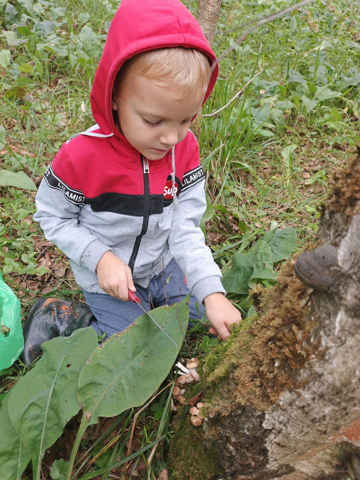 A young boy with blond hair and wearing a red and gray hooded jacket with black and white trim is kneeling on the ground in a forest. He is holding a small red-handled knife and appears to be examining mushrooms growing on the moss-covered trunk of a tree. Several clusters of small, brown-capped mushrooms are visible on the tree trunk and on the ground near the boy's feet. Large green leaves are in the foreground. The boy's left leg is visible, wearing blue pants and a black rubber boot. A green plastic bag is also present on the ground to the left of the boy. The environment is a natural forest setting with grass, fallen leaves, and a tree trunk covered in moss. This scene is located in Medvedyovka, Russia.
