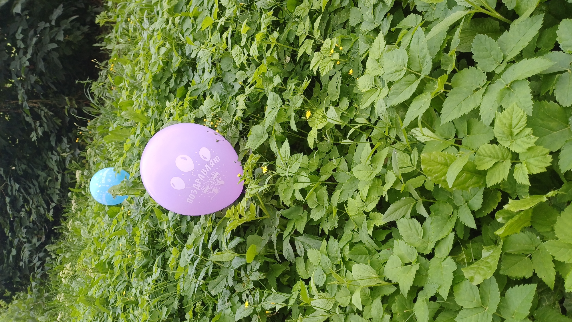Two balloons, one purple and one blue, are situated in a dense patch of greenery, possibly a park or a yard. The purple balloon, in the foreground, features a simple cartoonish face and the Russian word "ПОЗДРАВЛЯЮ" (meaning "Congratulations"). The blue balloon is further in the background, partially obscured by the foliage. The background consists of trees and more vegetation, suggesting an outdoor setting in Izhevsk, Russia, likely during daylight hours. There are no people visible in the image.