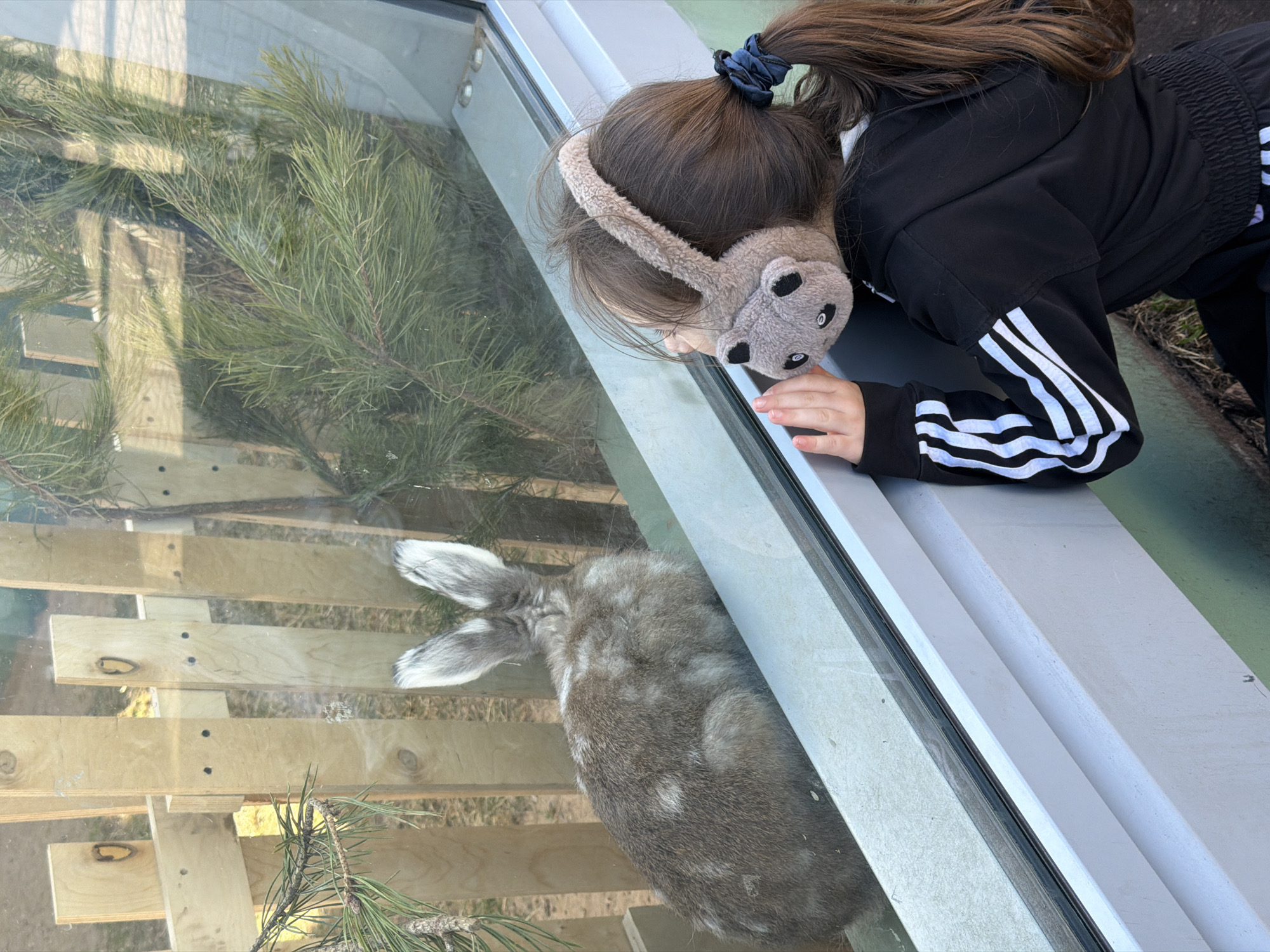 A young girl wearing a black Adidas tracksuit and grey koala earmuffs is peering through a glass window, likely at the Perm Zoo in Perm, Russia. Inside the enclosure, there is a grey rabbit, some pine branches, and a wooden structure.