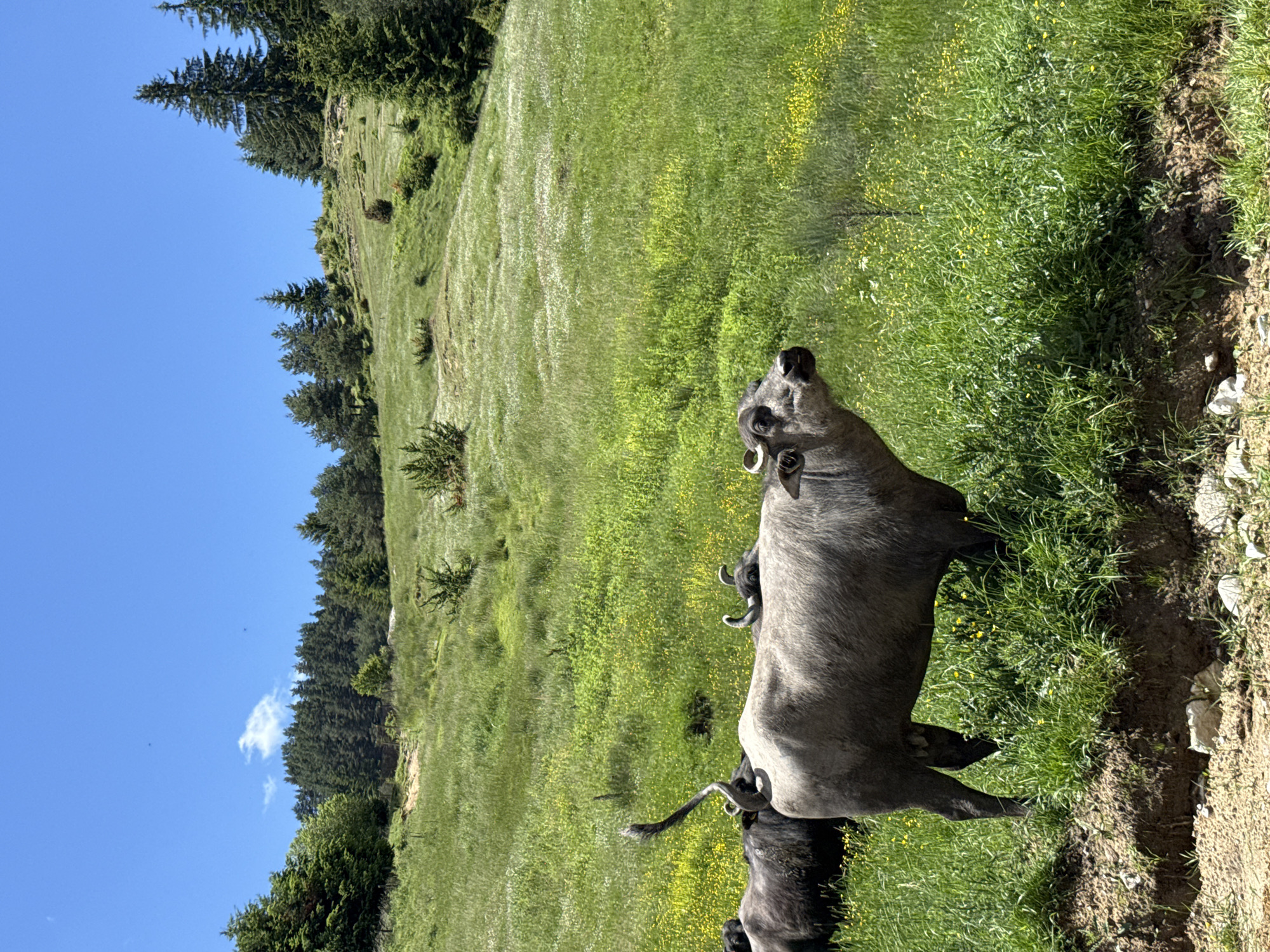 In Borino, Bulgaria, a herd of water buffalo grazes in a verdant meadow under a clear blue sky. The buffalo, with their dark gray hides and curved horns, are the central subjects of the scene. They stand amidst tall, lush green grass interspersed with yellow wildflowers, their tails swishing as they feed. In the background, a gently sloping hill is covered in more grass and dotted with trees, creating a natural, serene landscape. The overall impression is one of peaceful coexistence between the animals and their natural surroundings.