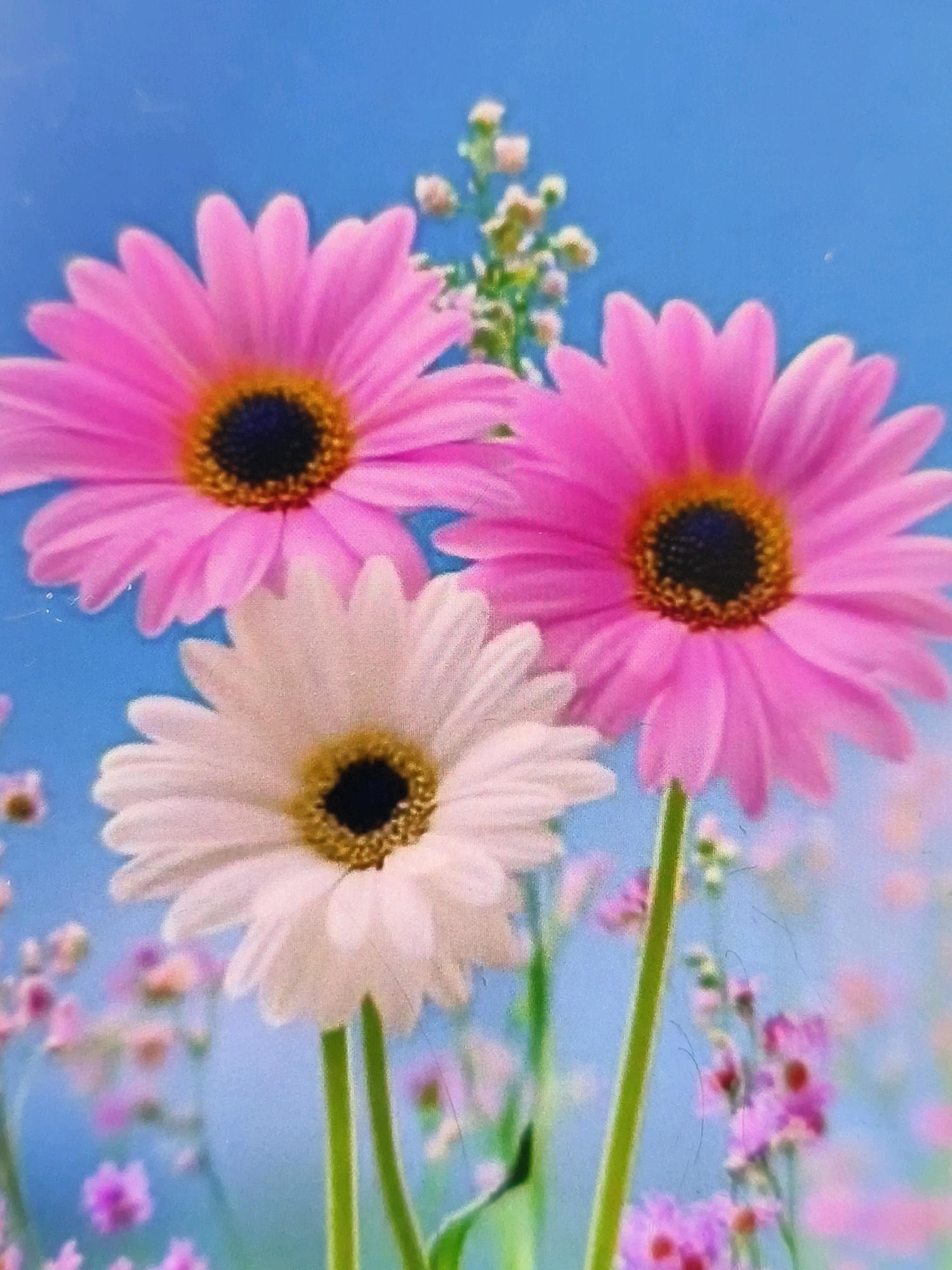 The image displays a close-up, slightly blurred, vertical composition of three daisy-like flowers against a soft blue sky. Two of the flowers are a vibrant pink, and one is a pale white, all featuring dark centers surrounded by a ring of golden-brown stamens. The pink flowers are positioned higher and to the left and right of the frame, while the white flower is centered below them. Several slender green stems support the flowers. The background is a bright, solid blue, with a subtle hint of out-of-focus, smaller pink and white flowers and green foliage in the lower portion of the image. There are no discernible elements that place this scene specifically in Umm Al Quwain, United Arab Emirates; it is a generic floral arrangement.