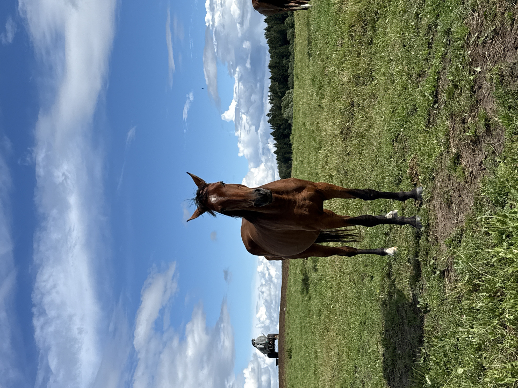 A brown horse stands in a grassy field under a bright blue sky with fluffy white clouds. The horse is facing the camera, with its head slightly tilted and its mouth open. Its body is mostly visible, showing its muscular build. In the background, a dark green line of trees separates the field from the sky. Further in the distance, a small agricultural vehicle, possibly a tractor, is visible in the field, suggesting ongoing work. The lighting indicates it is daytime, and the clear sky suggests fair weather. The scene is set in a rural environment, consistent with the provided location context of Galinė, Lithuania. There is no visible text in the image. The overall impression is one of a peaceful rural landscape with a prominent animal subject.