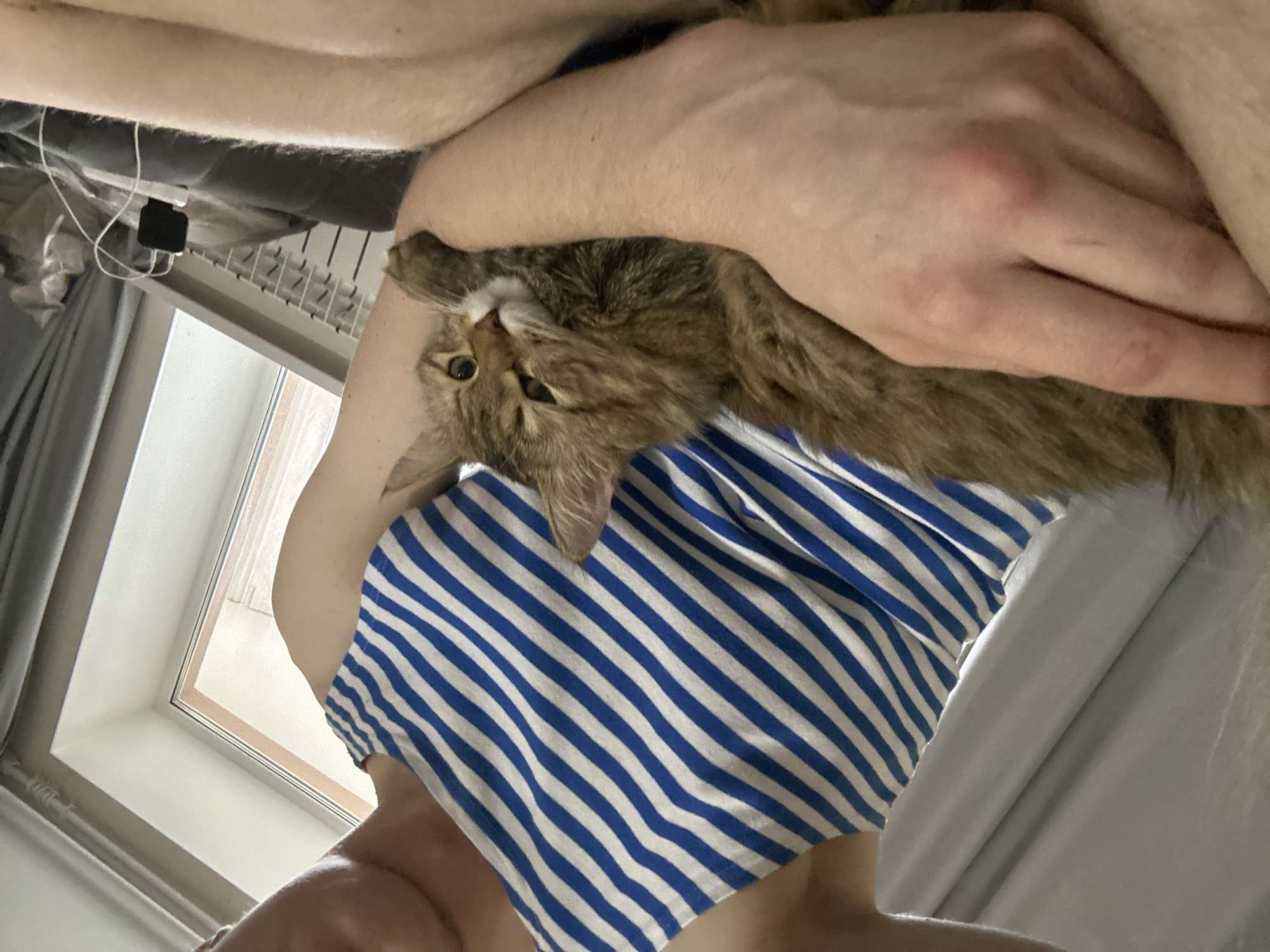A tabby cat is being held in a person's arms, who is wearing a blue and white striped shirt. The cat is looking at the camera. A window is visible in the background. A bed and various objects are visible in the background. The location is Unknown, Unknown.