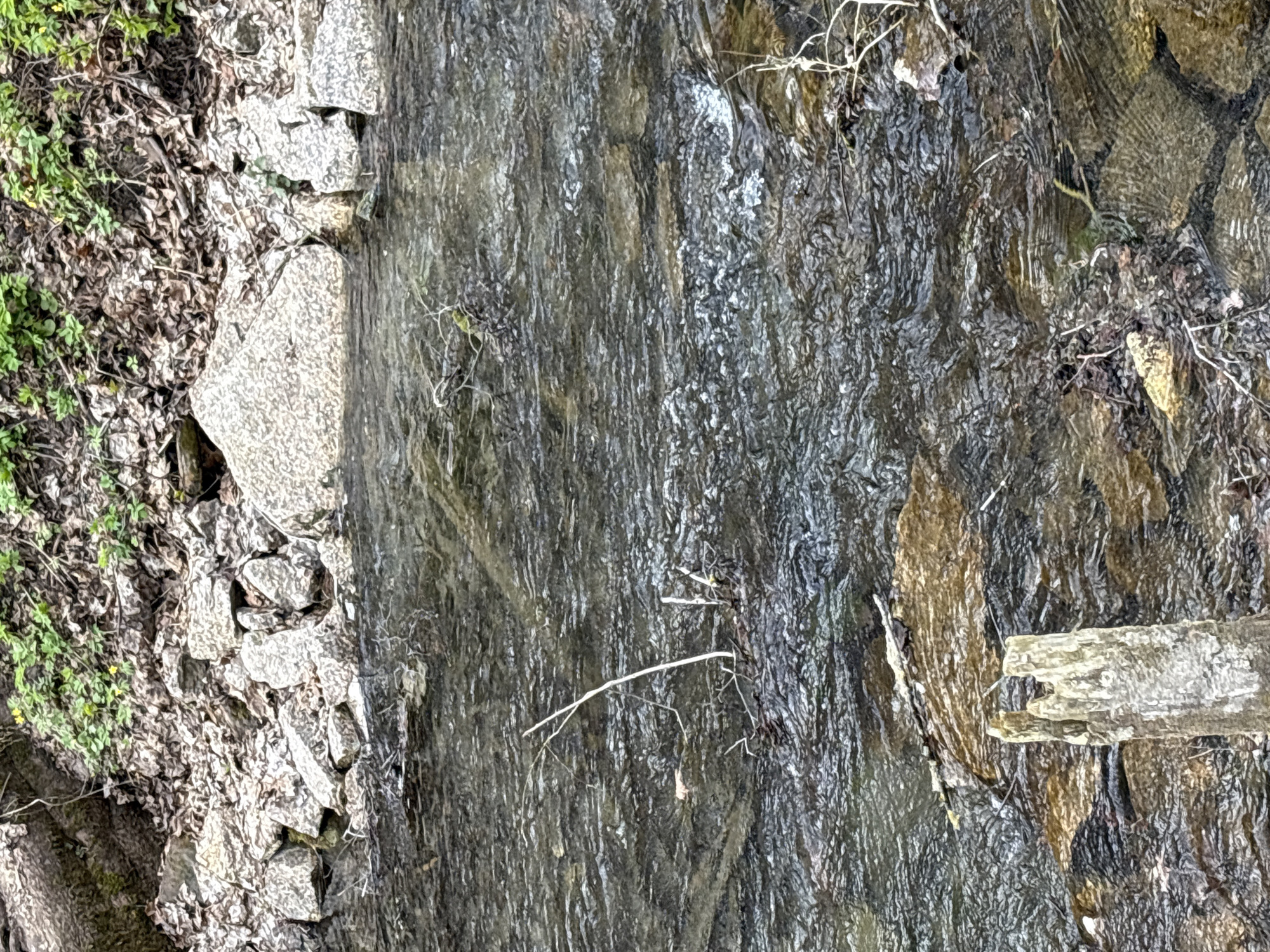 The image displays a close-up, vertically oriented view of a natural stream or flowing water in Sdt Shcherbakovka, Russia. On the left, a bank is visible, featuring a composition of various light grey and darker stones and rocks. Interspersed among the stones are dried leaves and patches of bright green vegetation, possibly small plants or moss, growing along the edge.
The central and right areas of the frame are dominated by the water, which appears dark and textured as it flows. The surface of the water shows distinct ripples and reflections, indicating movement over an uneven, possibly rocky or muddy streambed that contributes dark and brownish tones. Scattered throughout the water and on the bank are several thin, bare twigs and small branches. Towards the bottom right, a larger piece of light-colored, weathered wood, resembling a broken branch or log, is partially visible and appears to be resting in or by the flowing water.
The scene captures the natural dynamics of a small watercourse. There are no human or animal activities depicted, focusing solely on the interplay of water, rocks, and vegetation in an outdoor environment. The lighting suggests a diffused or overcast daytime setting. No text is visible in the image.