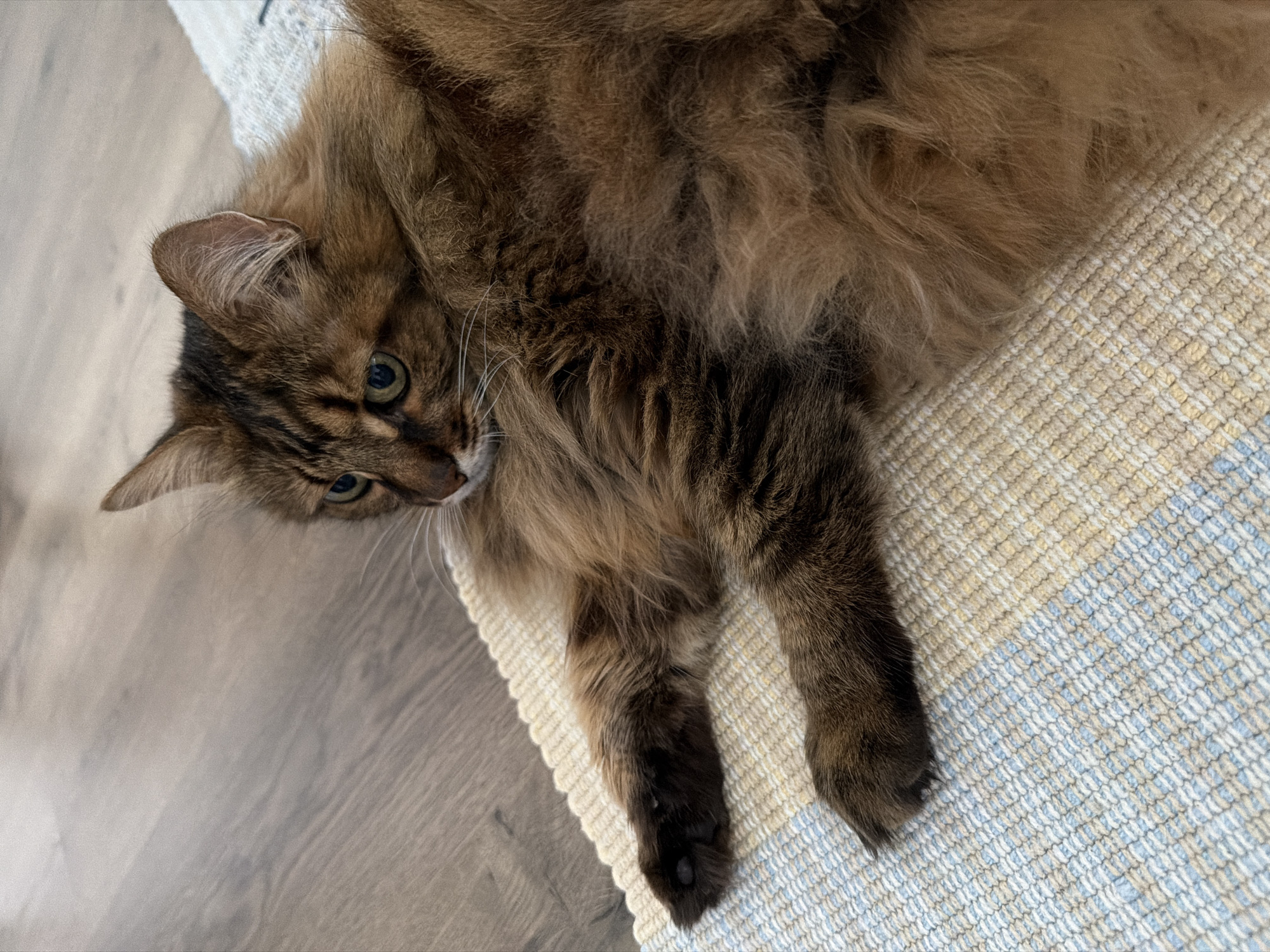 A long-haired tabby cat with green eyes lies on a rug with blue and beige stripes. The cat is mostly brown with darker tabby markings on its head and back. Its paws are visible, one with dark fur and a visible paw pad. The rug is placed on a wooden floor. The scene is indoors, and there are no people or other animals present. The lighting is natural, casting soft shadows. The image is taken from a slightly elevated angle, looking down at the cat. There is no indication of the location being in Kyiv, Ukraine.