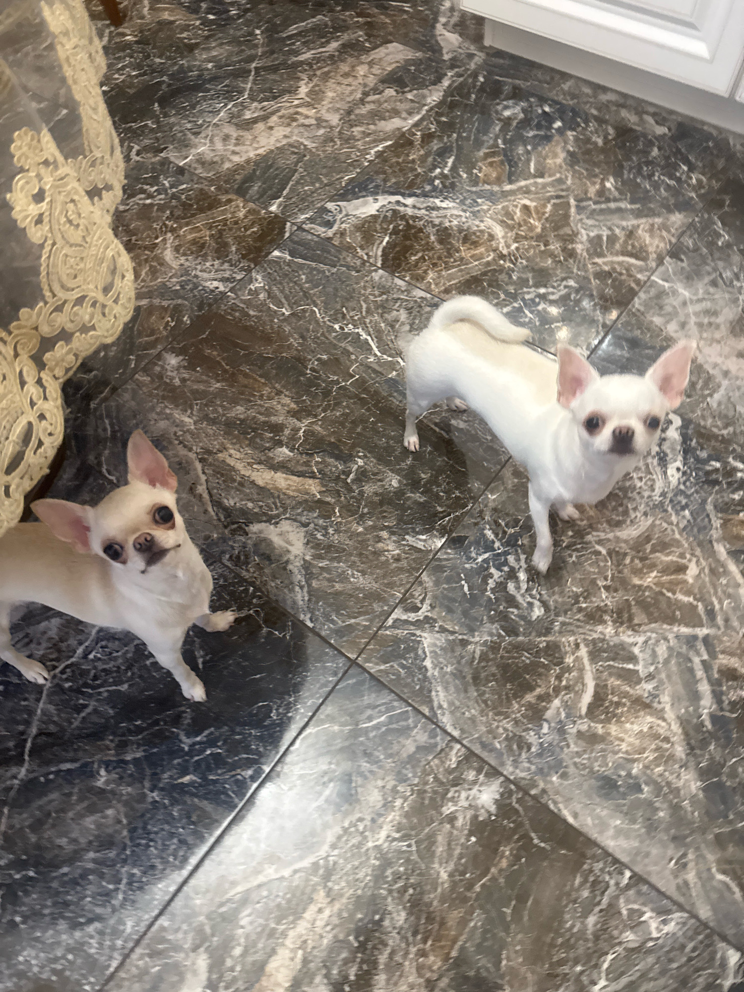 This is a photograph of two white Chihuahuas standing on a marble tiled floor. The Chihuahua on the left is looking directly at the camera with its ears perked up. The Chihuahua on the right is also looking towards the camera. In the upper left corner of the image, a portion of a lace tablecloth is visible. The floor tiles are dark brown and gray with white veining. The lighting suggests an indoor setting, possibly a kitchen or dining room. The scene does not provide any specific information about the city of Novosibirsk, Russia, or any other geographical location.