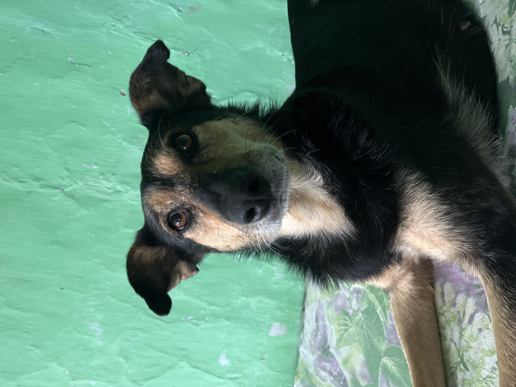 A medium-sized dog with black and tan fur lies on a green and white floral patterned surface against a textured, bright green wall. The dog's head is turned towards the camera, and its ears are perked. The lighting suggests an indoor setting, possibly a home. There is no indication of the specific location in Nizhny Tagil, Russia.