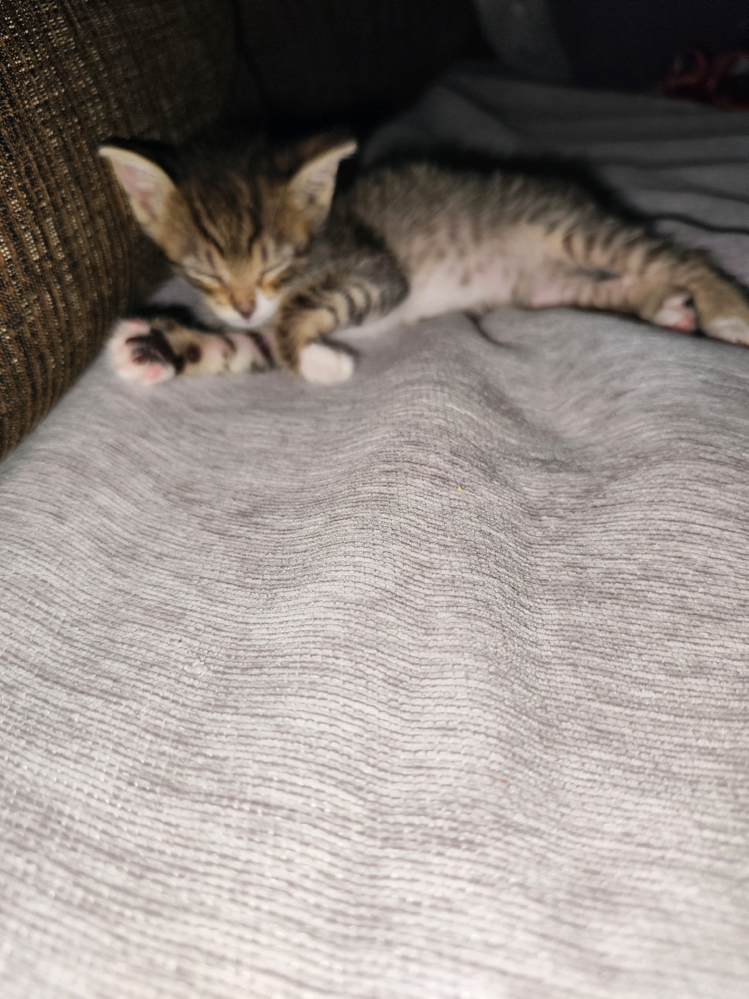 The image shows a close-up, low-angle shot of a young tabby kitten sleeping on a textured gray blanket. The kitten is curled on its side with its eyes closed and paws resting on the blanket. The kitten's fur is striped with shades of brown and gray, and it has white markings on its paws. The blanket has a visible woven pattern and appears soft. To the left of the kitten, a portion of a dark, textured brown surface, likely a couch or chair, is visible. The background is dark and out of focus. The scene is indoors, and there are no humans or other animals visible. This image does not provide any information about the Municipal Unit of Nafplio, Greece.