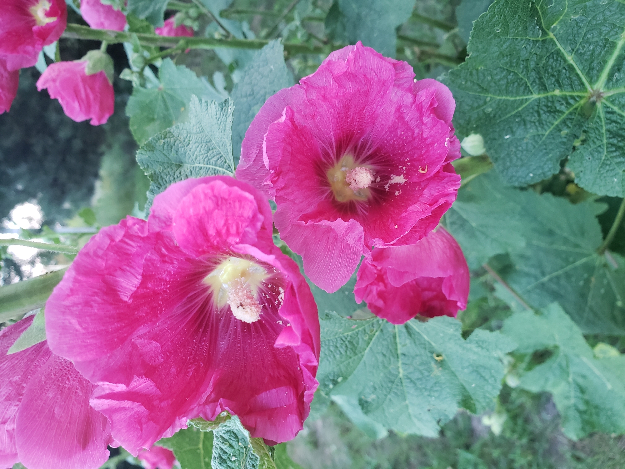 The image displays a close-up view of pink hollyhock flowers in bloom. The flowers are large and trumpet-shaped, with delicate, ruffled petals. The center of each flower reveals yellow stamens dusted with pollen. Large, textured green leaves surround the blossoms, some showing evidence of minor imperfections. In the background, a blurred green and dark foliage suggests an outdoor setting with trees or shrubs, indicative of a garden or park. The lighting suggests it is daytime, with soft, natural light illuminating the flowers. The scene is devoid of any human presence or specific identifiable landmarks that would pinpoint its exact location within Nizhny Novgorod, Russia.