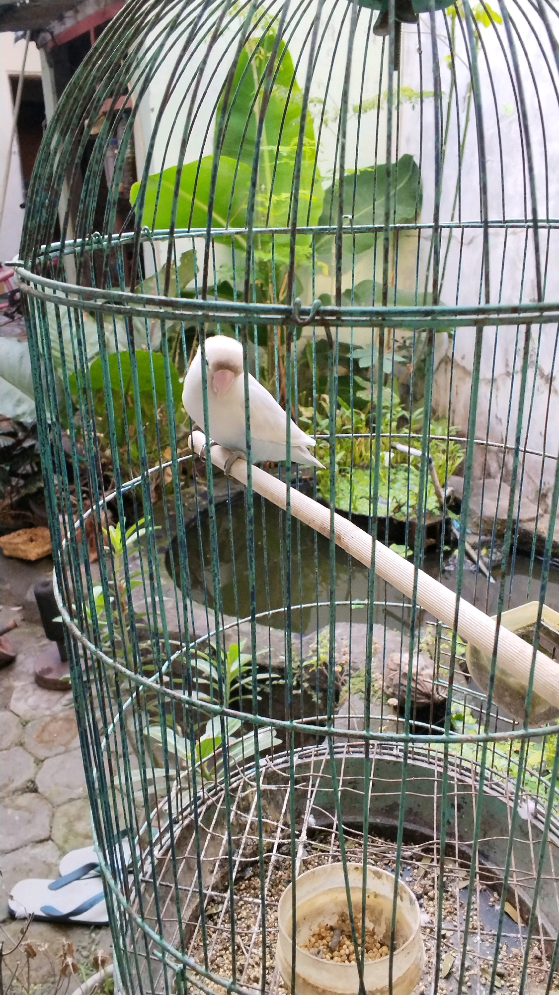 A white bird with a light pink beak is perched on a wooden dowel inside a green wire birdcage. The cage is outdoors, and in the background, there are green leafy plants, a body of water, and a wall. The ground around the cage is paved with interlocking bricks, and a pair of white flip-flops are visible to the left. A white plastic container with birdseed is at the bottom of the cage. The scene is set in the city of Penompo, Indonesia.