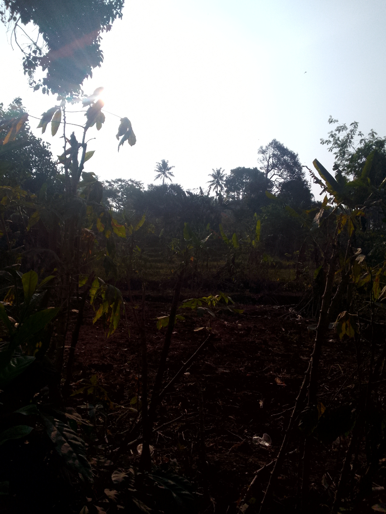 The image shows a view of a rural area in Ciburuy, Indonesia, with a plantation or farmland in the background. The foreground is dominated by dark silhouettes of vegetation, including trees and plants, obscuring much of the detail. Sunlight streams in from the upper left, creating lens flare and illuminating some of the leaves. In the middle ground, a cleared area of dark soil, likely recently tilled, is visible, possibly part of a plantation with rows of plants. Further back, a dense line of trees forms a silhouette against the bright sky, with a few palm trees visible among them. The overall impression is a natural landscape bathed in bright, low-angle sunlight, suggesting either early morning or late afternoon. There are no people or animals visible in the image.