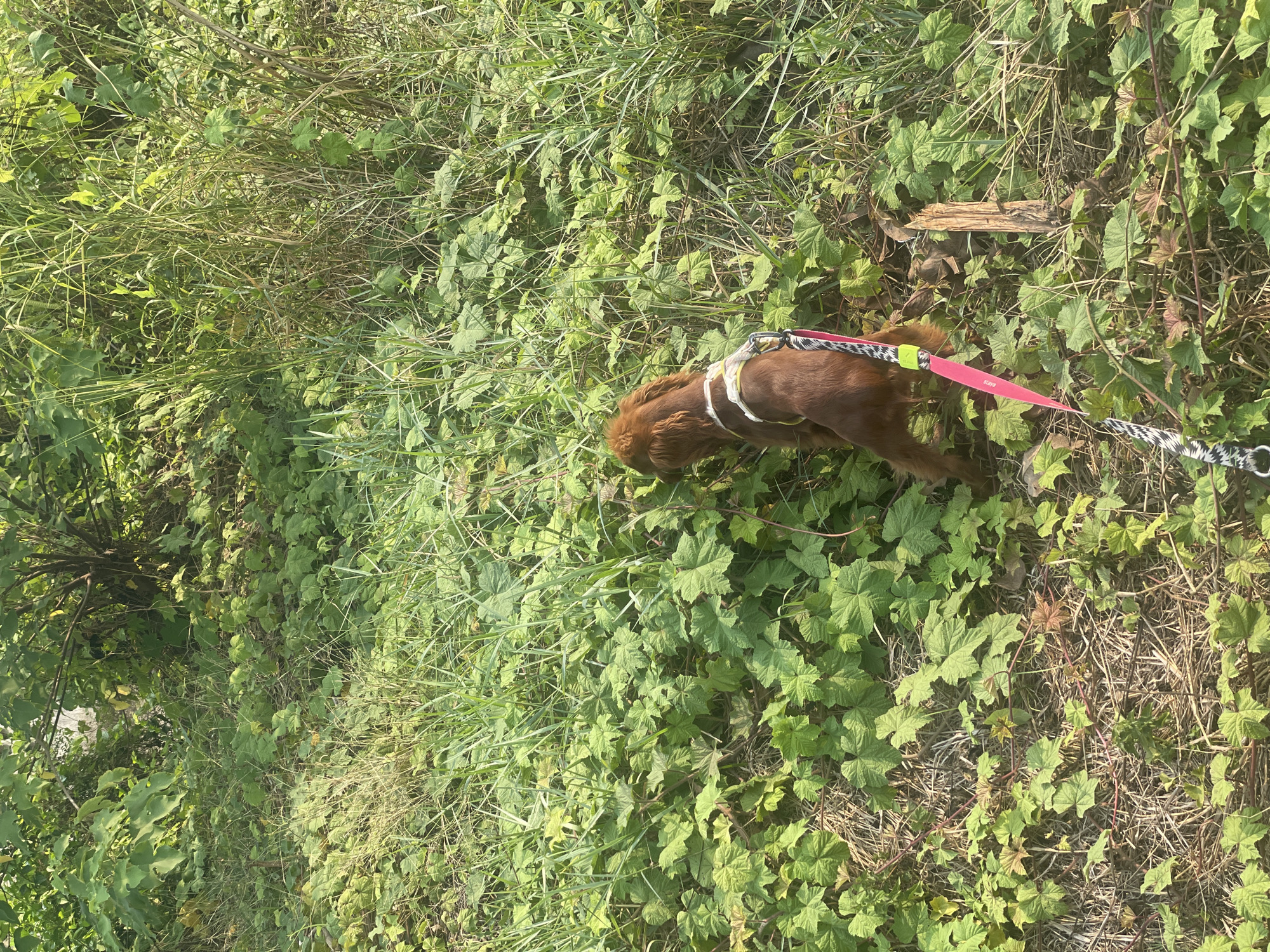 A brown dog with a white harness and pink leash is walking on a field of green plants. The location appears to be in a rural area, possibly in Nong Pa Khrang, Thailand.