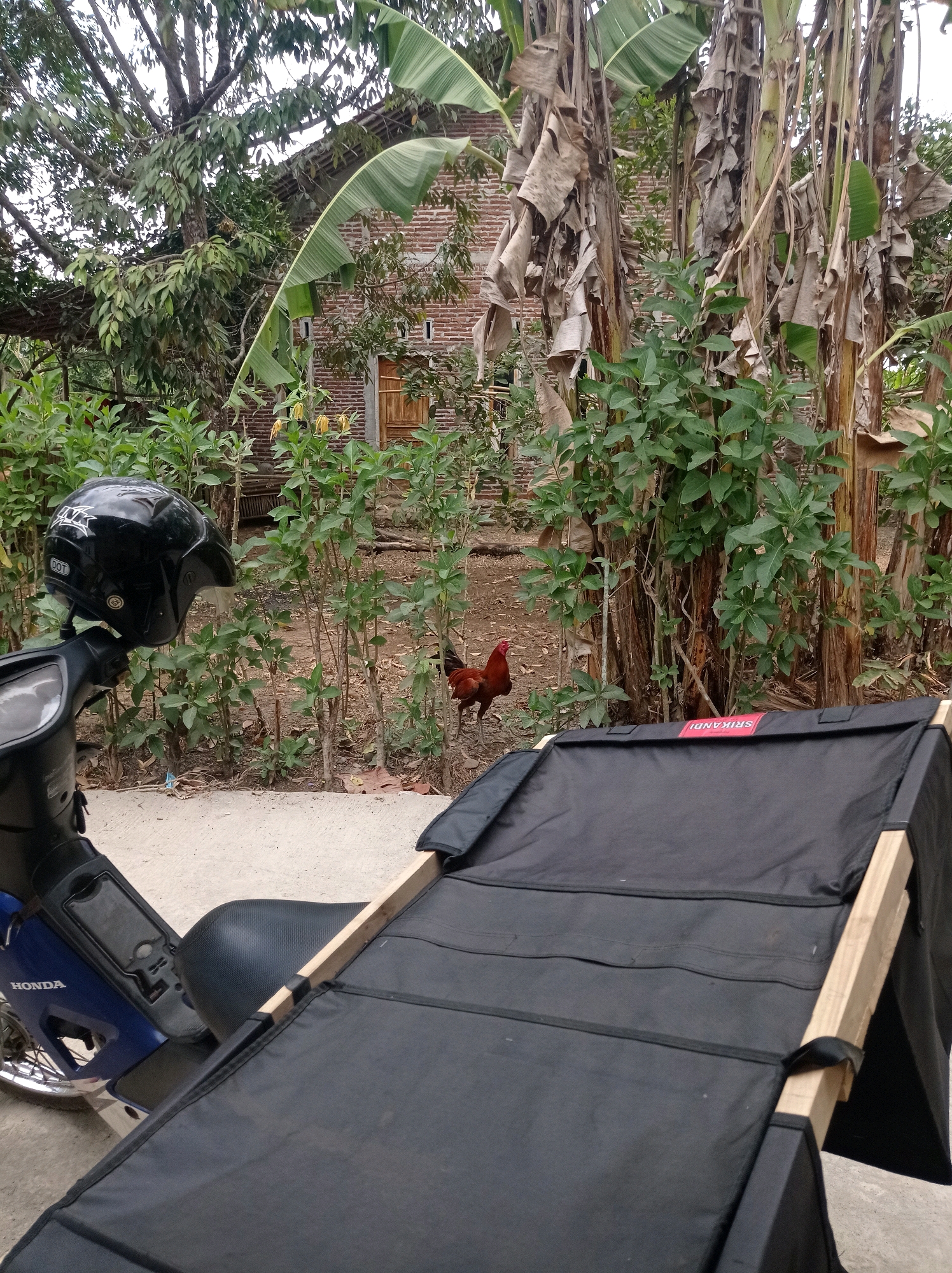The image depicts an outdoor scene with a motorbike in the foreground, partially obscured by a black tarp stretched over a wooden frame. A black helmet is attached to the motorbike's handlebars. Behind the motorbike, a rooster with red and black plumage stands in a yard with scattered leaves and dirt. A lush green bush and banana trees with dried leaves are visible, with a brick building in the background. The setting appears to be a rural or semi-rural area, possibly a residential yard. The overall impression is of a casual, everyday scene in a location that could be Kedungbenda, Indonesia, given the presence of banana trees and tropical vegetation. There are no people in the image.