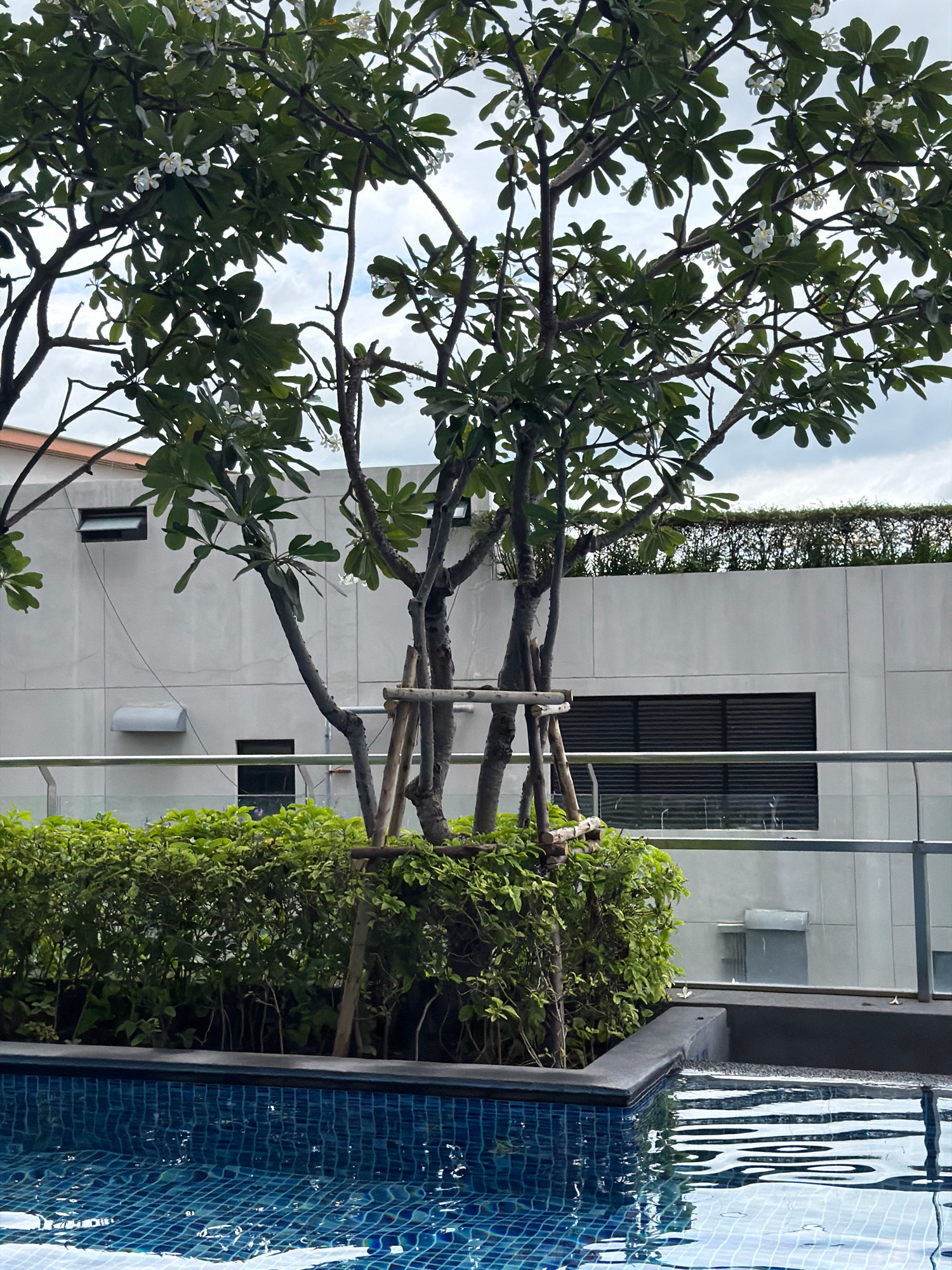 An outdoor swimming pool is in the foreground, with blue tiled water reflecting the sky. Behind the pool is a dark border, followed by a dense green hedge. A tree with green leaves and white flowers is supported by wooden stakes, situated in front of a light gray building. The building has several windows and vents. Above the building, a rooftop garden of dense green plants is visible. The sky is overcast with white clouds. The scene is likely located in Hua Hin City Municipality, Thailand, given the architectural style and vegetation.