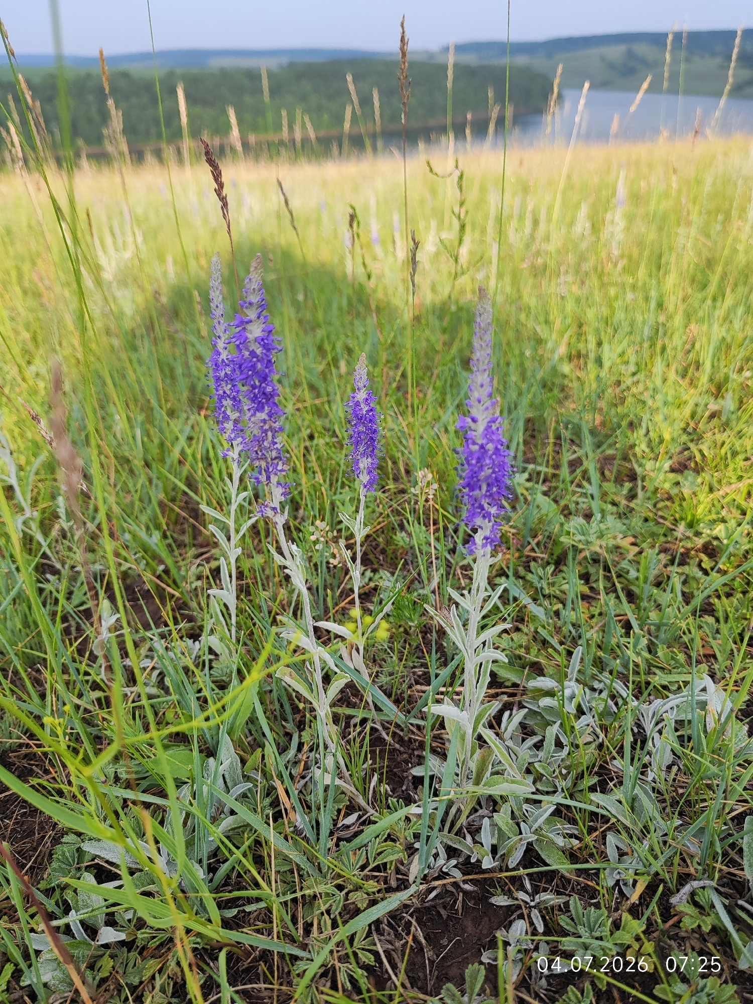 A low-angle, medium shot captures a cluster of three blooming purple wildflowers in the foreground, their slender stems emerging from lush green grass and dry earth. The flowers, identified as likely Veronica, stand tall with dense spikes of small, vibrant purple blossoms. Their leaves are narrow and elongated, with a pale, almost silver-green hue.
In the mid-ground, a field of tall, golden-brown grasses sways gently, creating a soft, sunlit backdrop. Beyond the field, a body of water, possibly a lake or river, is visible, reflecting the soft blue of the sky. In the far distance, a rolling landscape of green hills covered in trees forms the horizon. The overall lighting suggests a bright, sunny day, likely during the late afternoon or early morning, given the warm glow on the grasses. A timestamp in the lower right corner reads "04.07.2026 07:25". The scene depicts a natural, rural landscape, typical of the countryside surrounding Konovalovo, Russia.