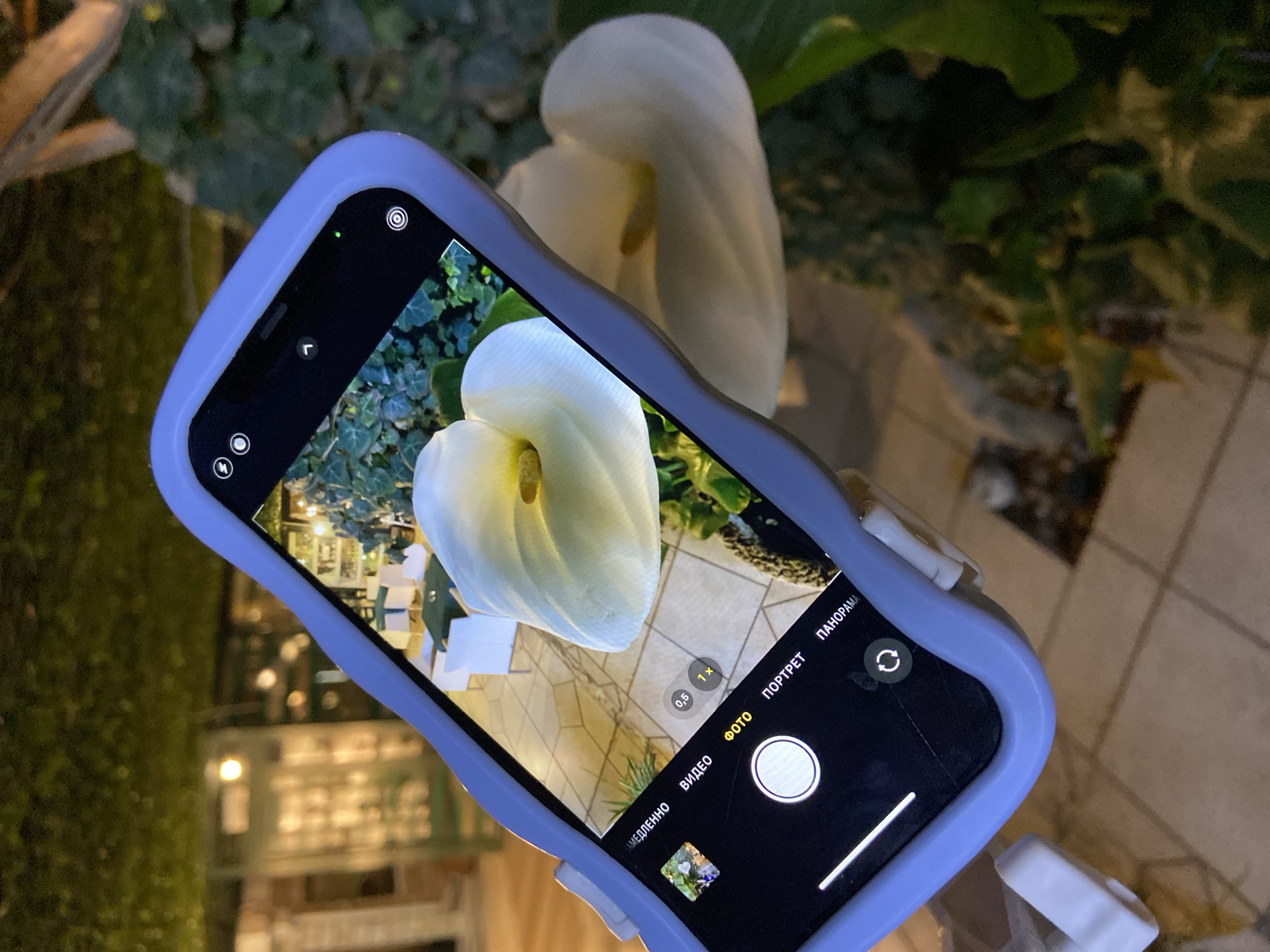 An iPhone, encased in a light purple wavy-edged silicone cover, is held diagonally from the upper left to the lower right of the frame, capturing a white calla lily flower. The phone's screen displays its camera interface in "PHOTO" mode, with Cyrillic text options including "ФОТО" highlighted. A green indicator light is visible near the top right of the screen.
The phone's viewfinder focuses sharply on the white calla lily, revealing its prominent yellow spadix. In the background of the screen, an outdoor dining area is visible, featuring light-colored geometric paving tiles, tables covered with dark green cloths, white chairs, and a building with warmly lit interiors and visible shelves.
To the right of the phone, partially obscured and out of focus, is another real white calla lily. The overall environment behind the phone is characterized by dense, dark green foliage, consistent with ivy or similar climbing plants, and diffused warm lighting in the distance.
The location depicted through the phone's camera and partially in the actual background is Konoba Stari Grad, situated within Budva Old Town, Budva, Montenegro. The distinctive architectural style, outdoor seating arrangement, and patterned floor tiles visible on the phone screen match this establishment.