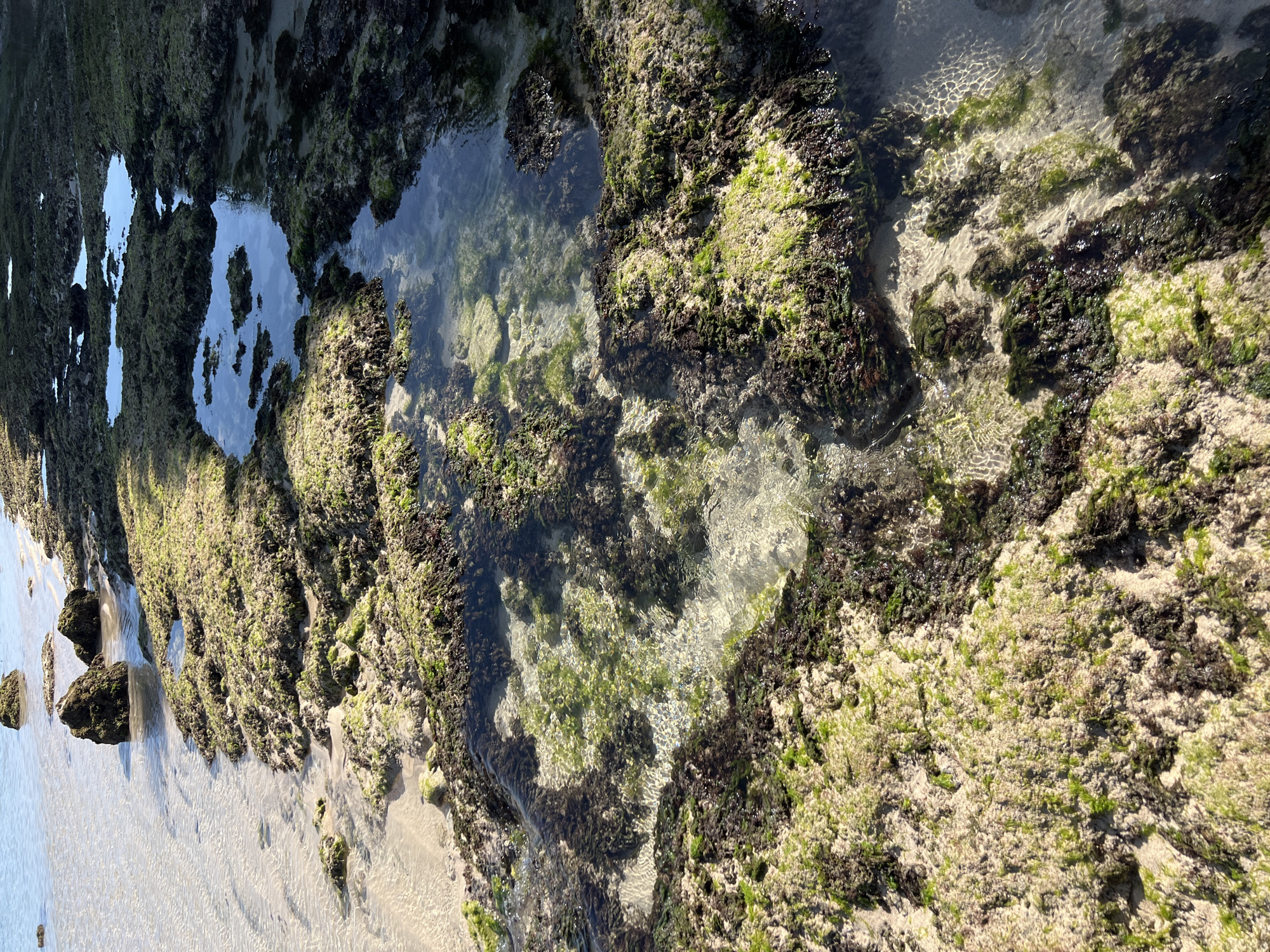 The image depicts a section of a tide pool along a rocky shoreline, possibly in Unknown, Unknown. The rocks are covered in a mixture of green and dark brown algae. Clear water fills the pool, with sunlight refracting and rippling on the sandy bottom. Some of the rocks are submerged, while others are exposed above the water line. The composition is from a high angle, oriented in an unconventional way. There is light-colored sand or sediment visible at the edge of the tide pool. Reflections of the sky are visible in the pools of water.