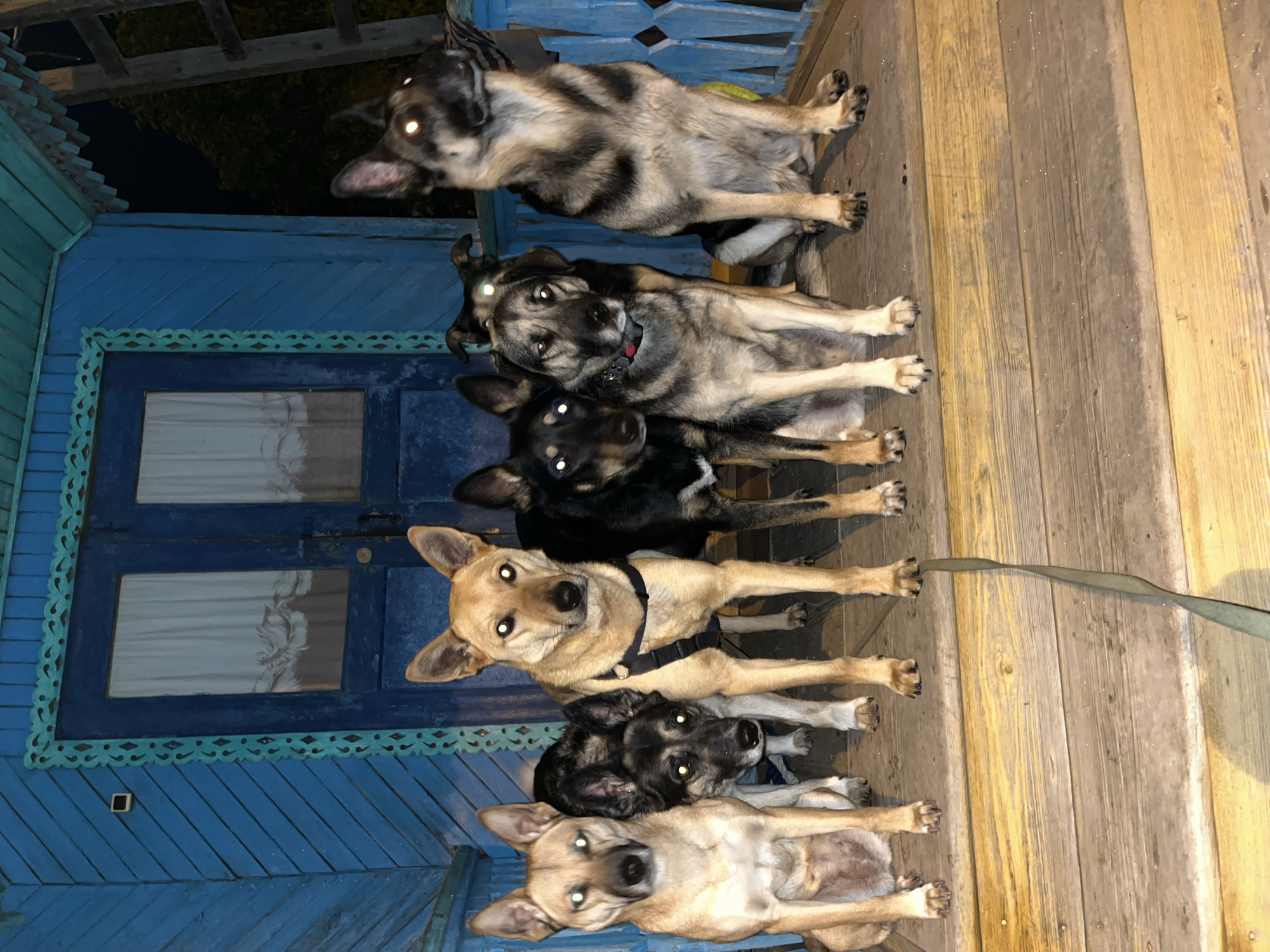 The image depicts a group of six dogs stacked one behind the other on the wooden porch of a blue painted wooden building. The building is located in Nizhny Tagil, Russia. The dogs are of various colors and breeds, including gray, black, and tan. Some of the dogs are wearing collars or harnesses. A leash is visible on the wooden planks of the porch. The building is painted blue with decorative trim. The image was taken at night.