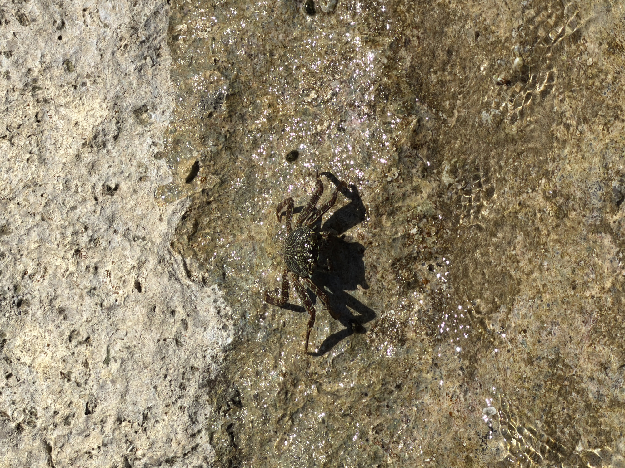 An overhead shot shows a small crab on wet, sandy rocks. The crab is dark brown with a patterned shell and visible legs. It casts a distinct shadow. The rocks are light gray and textured with small holes and uneven surfaces. A thin layer of water covers the sandy area around the crab, reflecting the sunlight and creating small, shimmering highlights. The water appears shallow and clear, with gentle ripples visible. The overall scene is natural and depicts a coastal environment.
