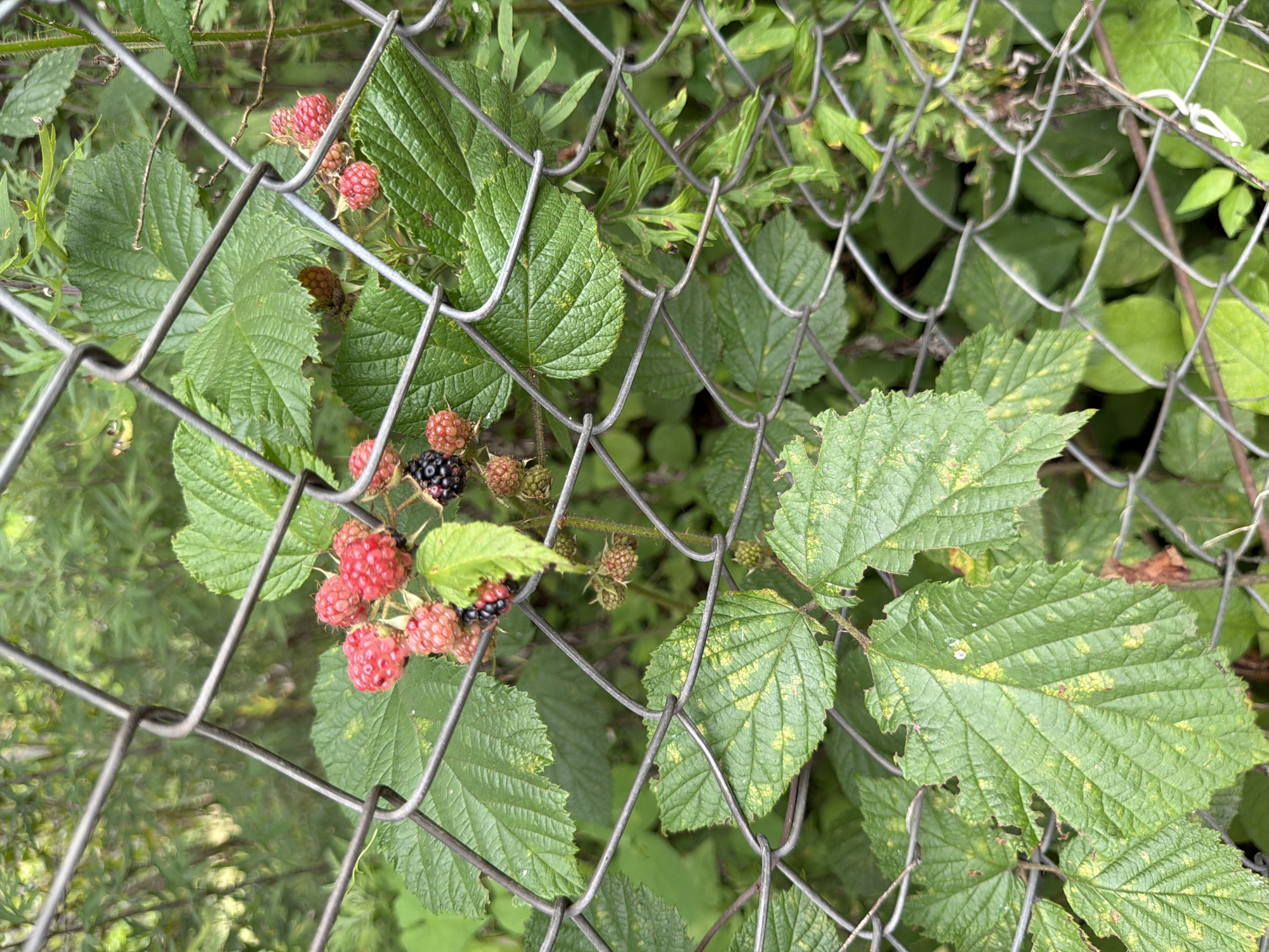 A close-up, outdoor, eye-level shot captures a chain-link fence in the foreground, partially obscuring a cluster of wild raspberries growing on thorny vines. The raspberries are in various stages of ripeness, with some bright red, others a deep purplish-black, and a few still green. The leaves of the raspberry bushes are a vibrant green, some showing signs of yellowing or damage, with visible veins and serrated edges. The background consists of lush, green foliage and vegetation, suggesting a natural or semi-wild setting. The lighting is natural, indicative of daylight. The scene is situated in Kveda Sameba, Georgia.