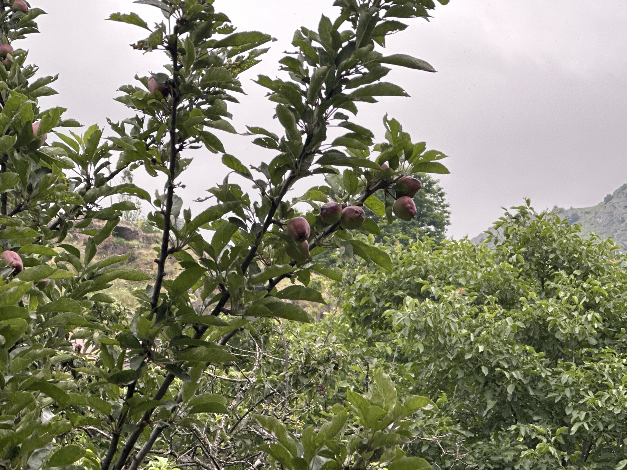 An outdoor, medium shot captures a close-up view of an apple tree against a hazy, overcast sky. The tree is laden with ripe red apples, some hanging in clusters. Lush green leaves, some with water droplets, fill the branches. In the background, a hill slopes upwards, covered in dense green trees. The overall scene evokes a sense of nature's bounty and the quiet beauty of a rural landscape. The location is identified as Unknown, Unknown.