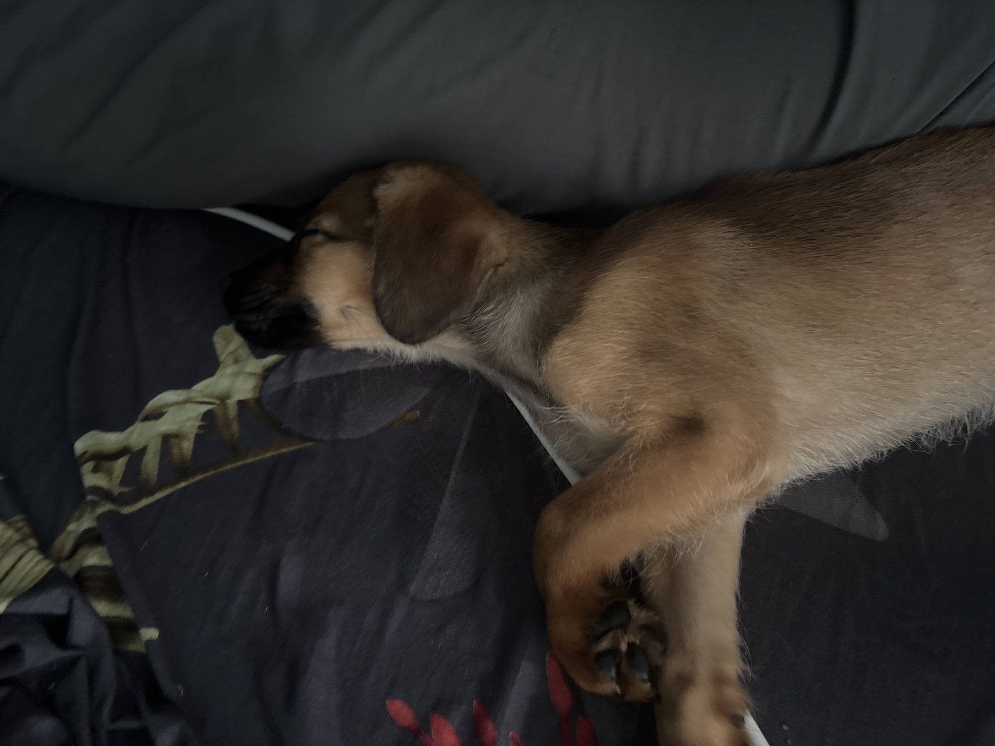 The image shows a light brown puppy sleeping soundly on a dark fabric surface. The puppy is lying on its side, with its head resting down and its eyes closed, indicating a state of deep sleep. Its ears are floppy and lie flat against its head. One of its front paws is visible, resting on the fabric, with its dark paw pads clearly discernible. The fabric beneath the puppy appears to have a subtle, possibly dark floral or leafy pattern in some areas, and is partially covered by a dark, wrinkled blanket or sheet. The lighting is dim, suggesting either an indoor setting or a time of day when natural light is not strong. No text is visible in the image. The scene evokes a sense of peace and comfort associated with a sleeping animal. The location context of Birobidzhan, Russia, provides a geographical reference for the image, but there are no specific visual cues within the image itself to confirm this location.