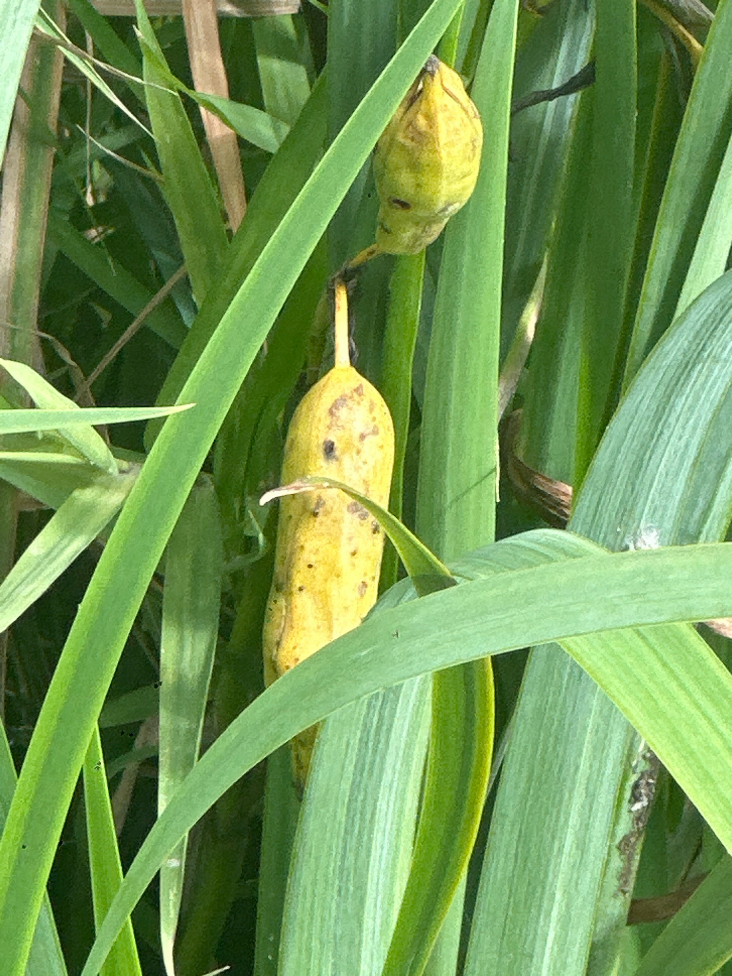 The image shows two yellow, elongated seed pods hanging amidst lush green foliage. The seed pods have a slightly wrinkled texture and appear to be mature. The surrounding leaves are long and slender, characteristic of wetland plants or reeds. The lighting suggests an outdoor environment, possibly during daytime, with dappled sunlight filtering through the leaves. No people or man-made objects are visible. The location is not explicitly indicated by any landmarks or clues within the image itself, but the query specifies the city of Neschwitz - Njeswačidło, Germany.