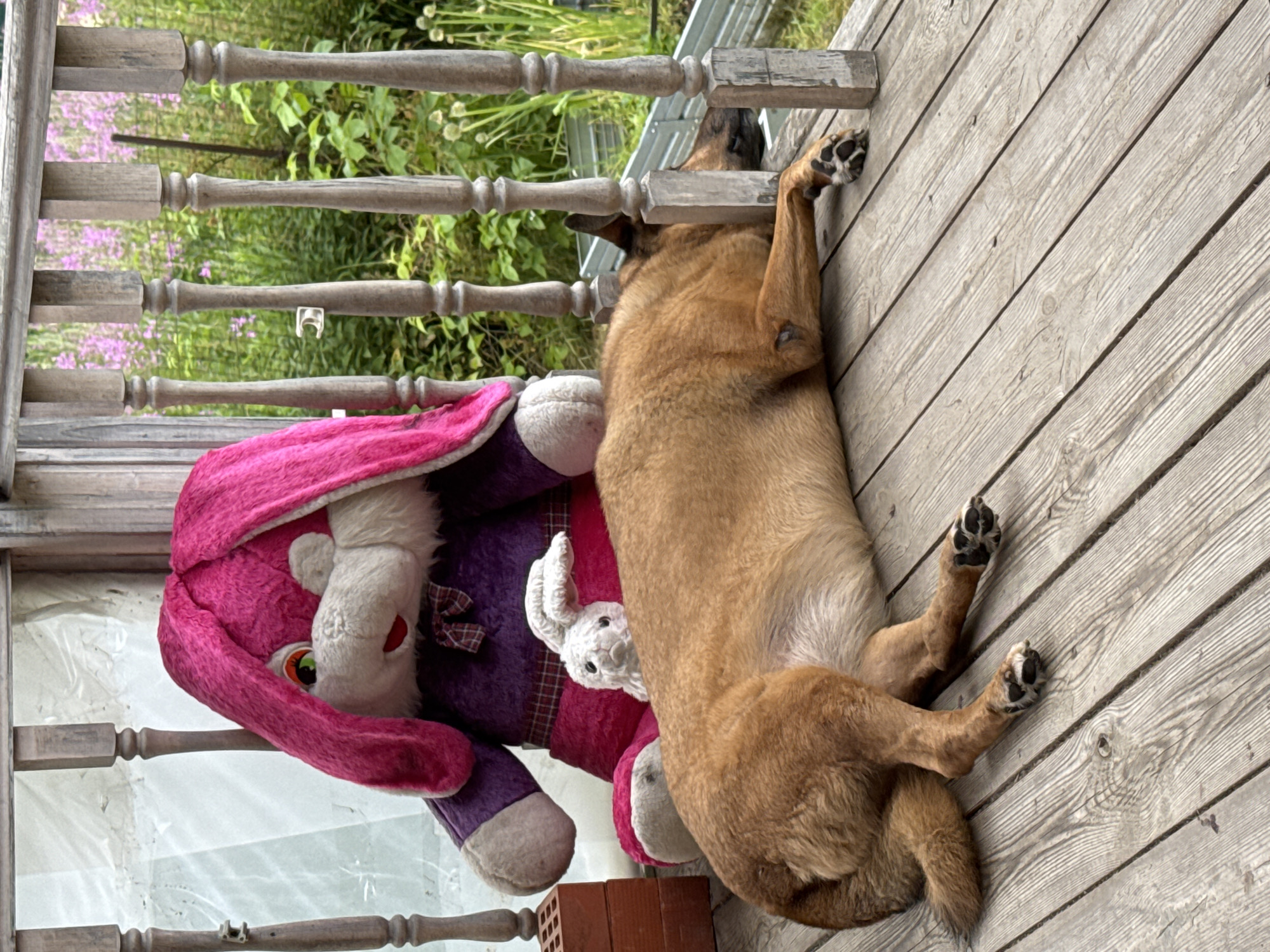 A medium-sized, short-haired brown dog is sleeping on a wooden porch. The dog is lying on its side with its head resting against a wooden railing. Next to the dog is a large stuffed pink rabbit with purple clothing. A smaller white stuffed bunny is also visible. The porch appears to be in a rural or semi-rural setting, with greenery and some flowers visible in the background. The overall impression is one of a relaxed, domestic scene. The location is specified as Подолино Ст, Russia.