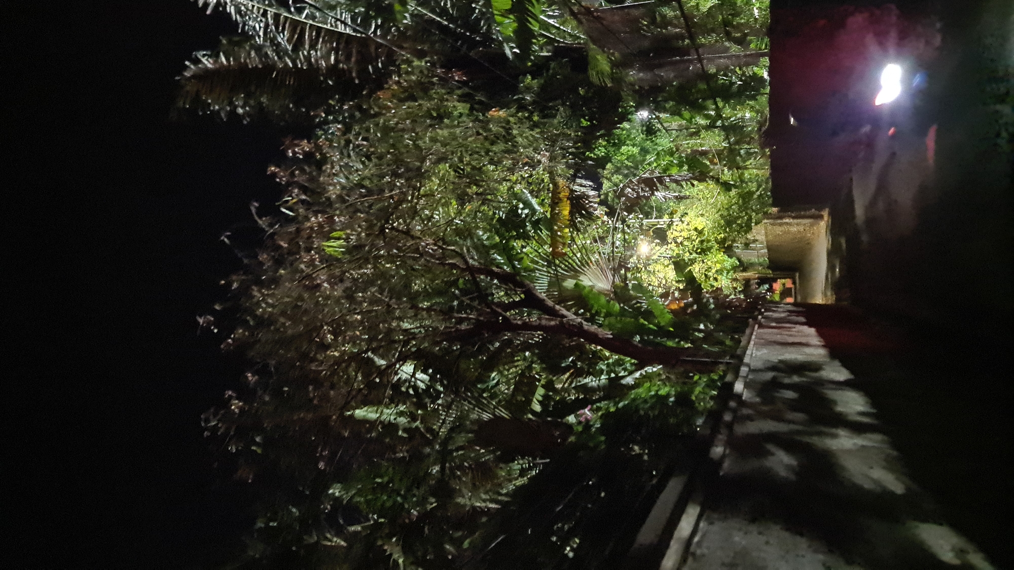 The image depicts a dark, narrow alleyway at night, likely in the city of Denpasar, Indonesia, due to the lush tropical vegetation and architectural style. The alley is flanked by a textured concrete wall on the left and a lower stone wall on the right. Overhead, dense foliage from trees and large-leafed plants creates a canopy, with some artificial lighting filtering through, casting shadows. On the right side of the alley, the bright headlights of a moving vehicle, possibly a motorcycle, illuminate the path ahead. The overall atmosphere is dim and somewhat mysterious, with the natural elements contrasting with the man-made structure of the alley.