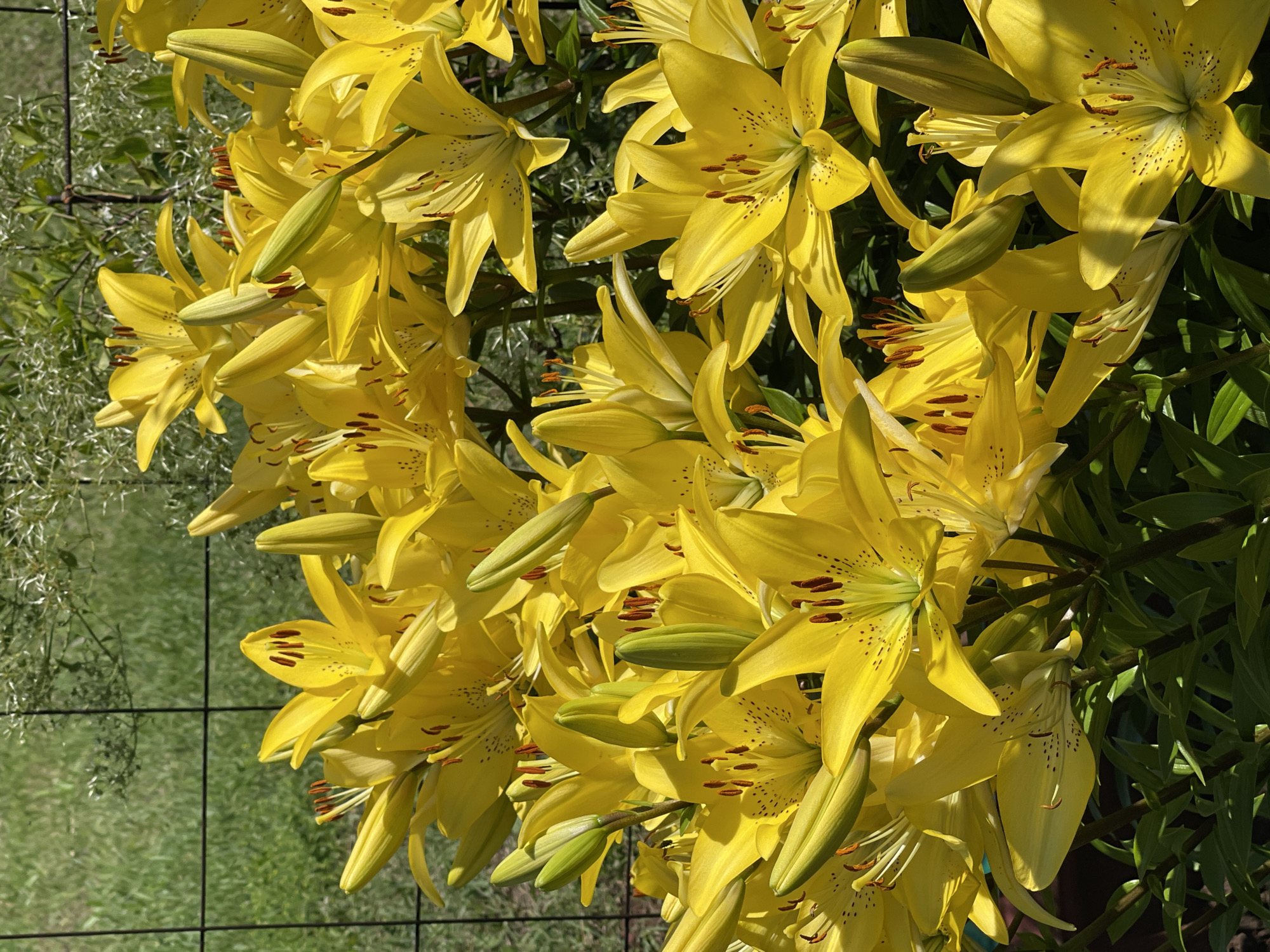 A dense, sunlit cluster of vibrant yellow lilies fills the frame of this outdoor, medium-angle shot. The lilies are in various stages of bloom, with some fully open and others still in bud. The petals are broad and slightly curled, displaying subtle speckles of dark brown. Stamen and pistils are visible in the open flowers. The background consists of soft-focus green foliage and a black wire fence. The lighting suggests a bright, sunny day. The location is specified as Tatarstan, Russia, though there are no visual cues in the image to confirm this specific location within Russia, or any other specific city or country.