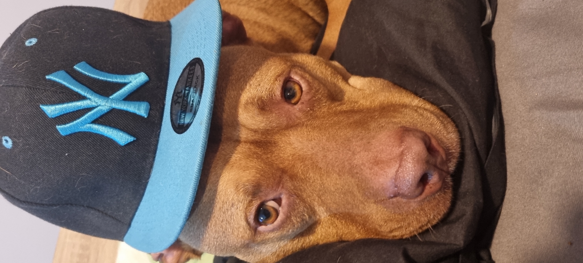 A close-up shows a tan-colored dog wearing a New York Yankees baseball cap. The cap is black with a light blue brim and the "NY" logo embroidered in light blue. The dog is lying down, with its head resting on a dark-colored fabric, possibly a blanket or clothing. The background is out of focus, but a light wooden surface is visible on the left side. The location is Unknown, Unknown.