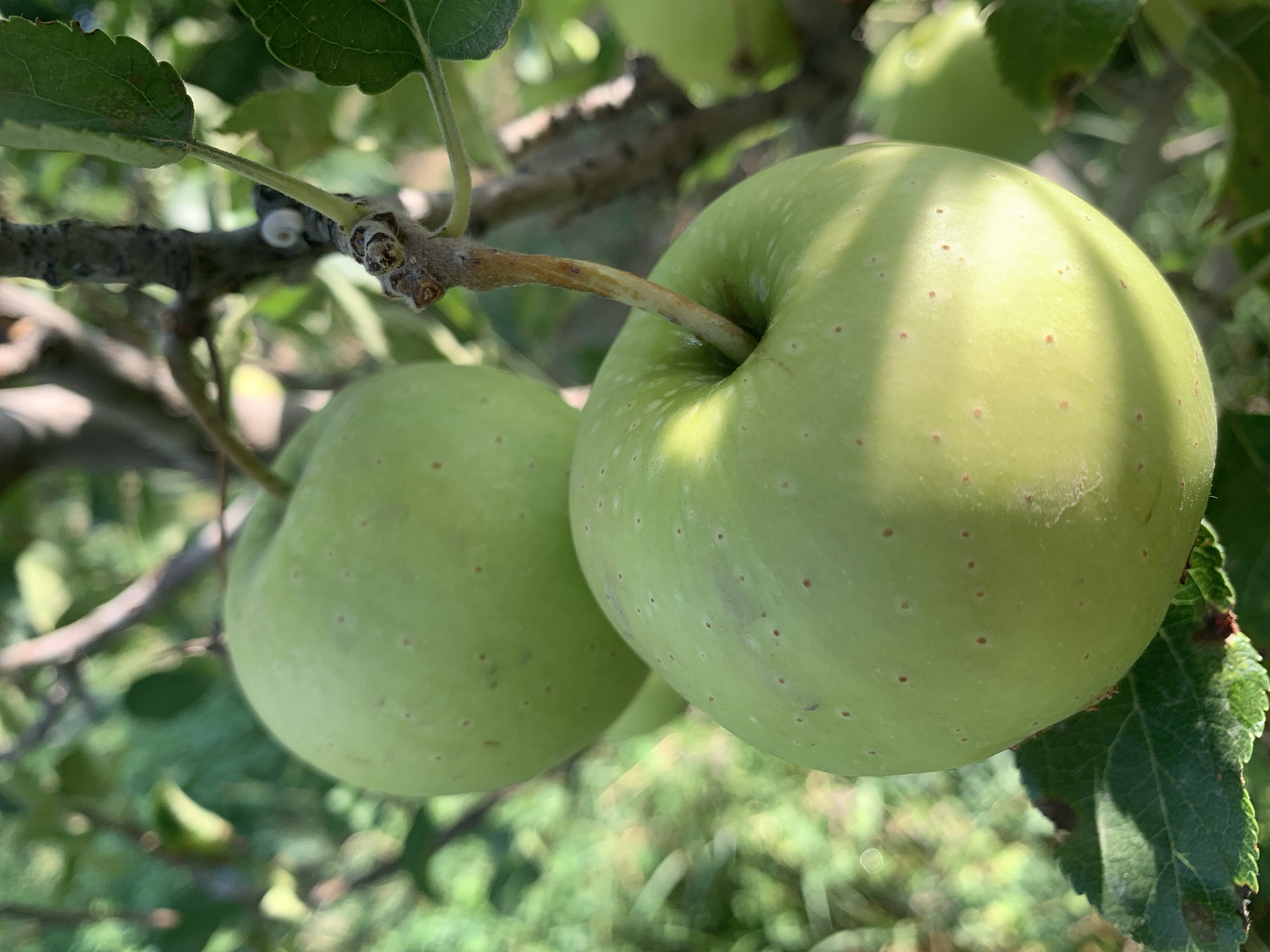 A close-up shot captures two unripe green apples hanging from a tree branch. The apple in the foreground is larger and slightly more in focus, showing a smooth, pale green skin dotted with small reddish-brown speckles. Sunlight casts a distinct shadow across its surface. A thin, brown stem connects it to a rough, grey branch, which also has a few small, furry buds. A leaf with some brown spotting is visible below the foreground apple. The apple in the background is slightly out of focus, appearing a similar shade of green. The background is a blur of green foliage and branches, suggesting an outdoor environment. The scene is devoid of any human presence or activity.