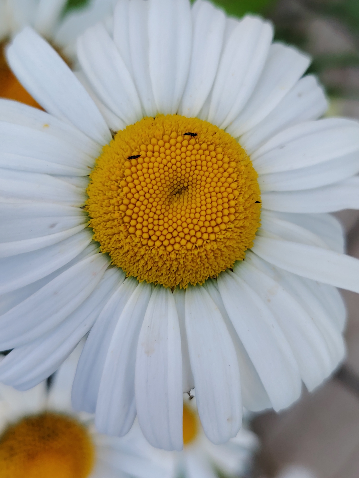 A close-up, eye-level shot focuses on the center of a daisy with bright white petals and a vibrant yellow disc. Three small, dark insects, possibly thrips, are visible on the yellow disc. The background is softly blurred, suggesting an outdoor environment in Chaikovsky, Russia, with hints of greenery and a paved surface. The overall lighting is natural and diffused, highlighting the textures and colors of the flower.