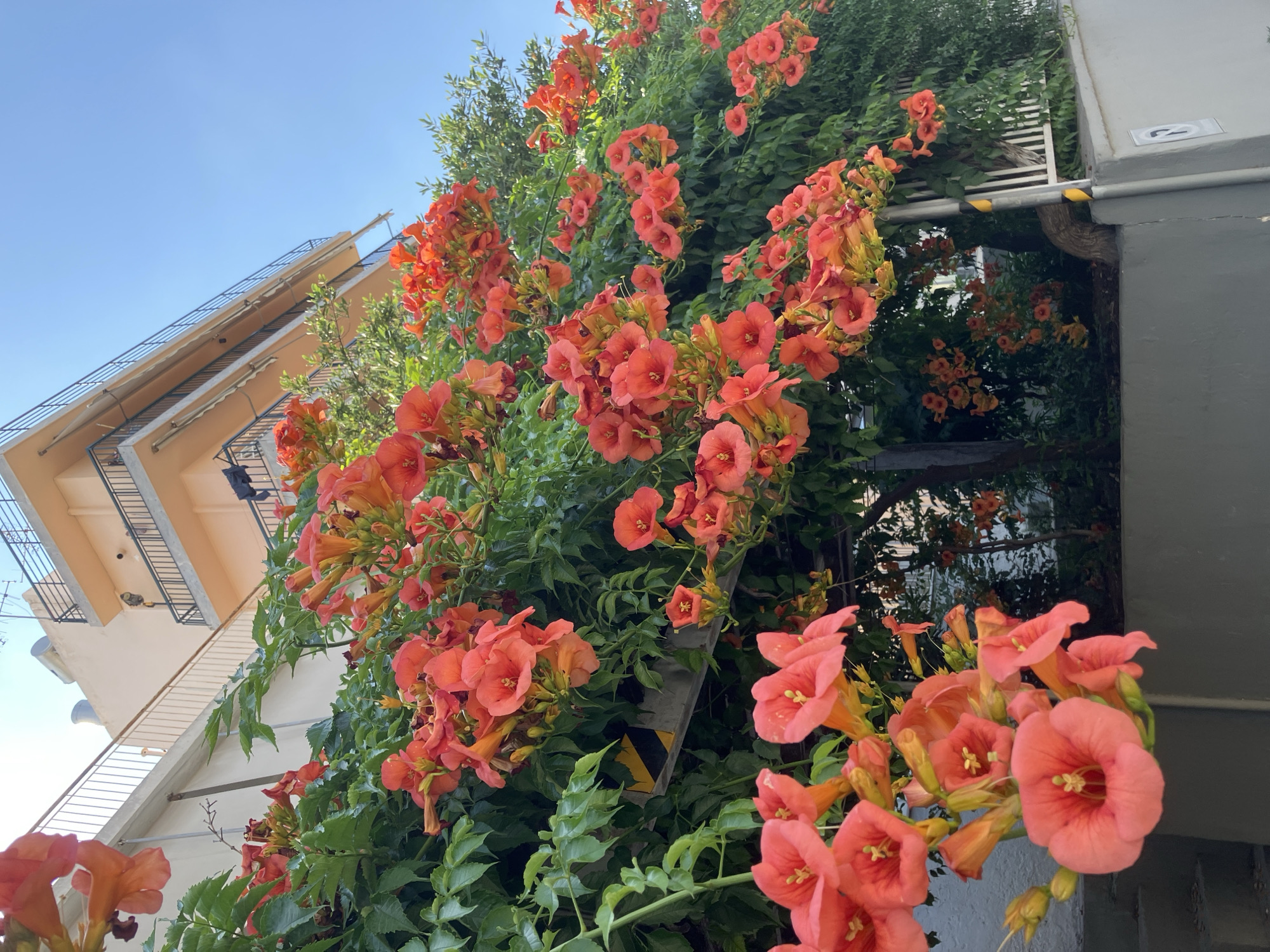 In an urban setting, vibrant orange trumpet-shaped flowers cascade down a vine, obscuring a pale peach building with multiple balconies. The building's architectural style suggests a residential or commercial structure, with balconies featuring dark railings. The sky above is a clear, bright blue, indicating fair weather. The lower part of the image shows a grey wall and some steps, hinting at the street level or a pathway. The overall scene is characterized by the lush greenery of the flowering vine and the stark geometry of the building, creating a contrast between nature and urban architecture. There are no people visible in the image.