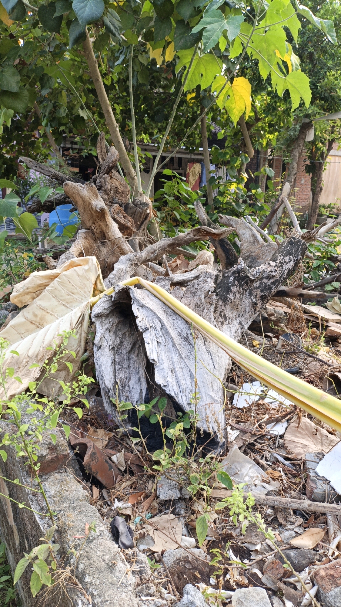 The image depicts a scene of debris and natural elements in Cikal, Indonesia. In the foreground, a large, weathered tree stump with rough, greyish-white bark is prominently featured. A large, dried, pale leaf, possibly from a banana plant, rests against the stump. A bright yellow stalk or stem cuts across the stump and the leaf. The ground is covered with a mixture of debris, including broken bricks, wood fragments, dry leaves, and what appears to be discarded plastic or paper. Several small green plants are growing amidst the debris and around the base of the stump. In the background, lush green trees and foliage are visible, creating a contrast with the cluttered foreground. The overall impression is one of an overgrown, somewhat neglected outdoor space, possibly a yard or a cleared area where waste has accumulated. The lighting suggests it is daytime, with sunlight filtering through the leaves.