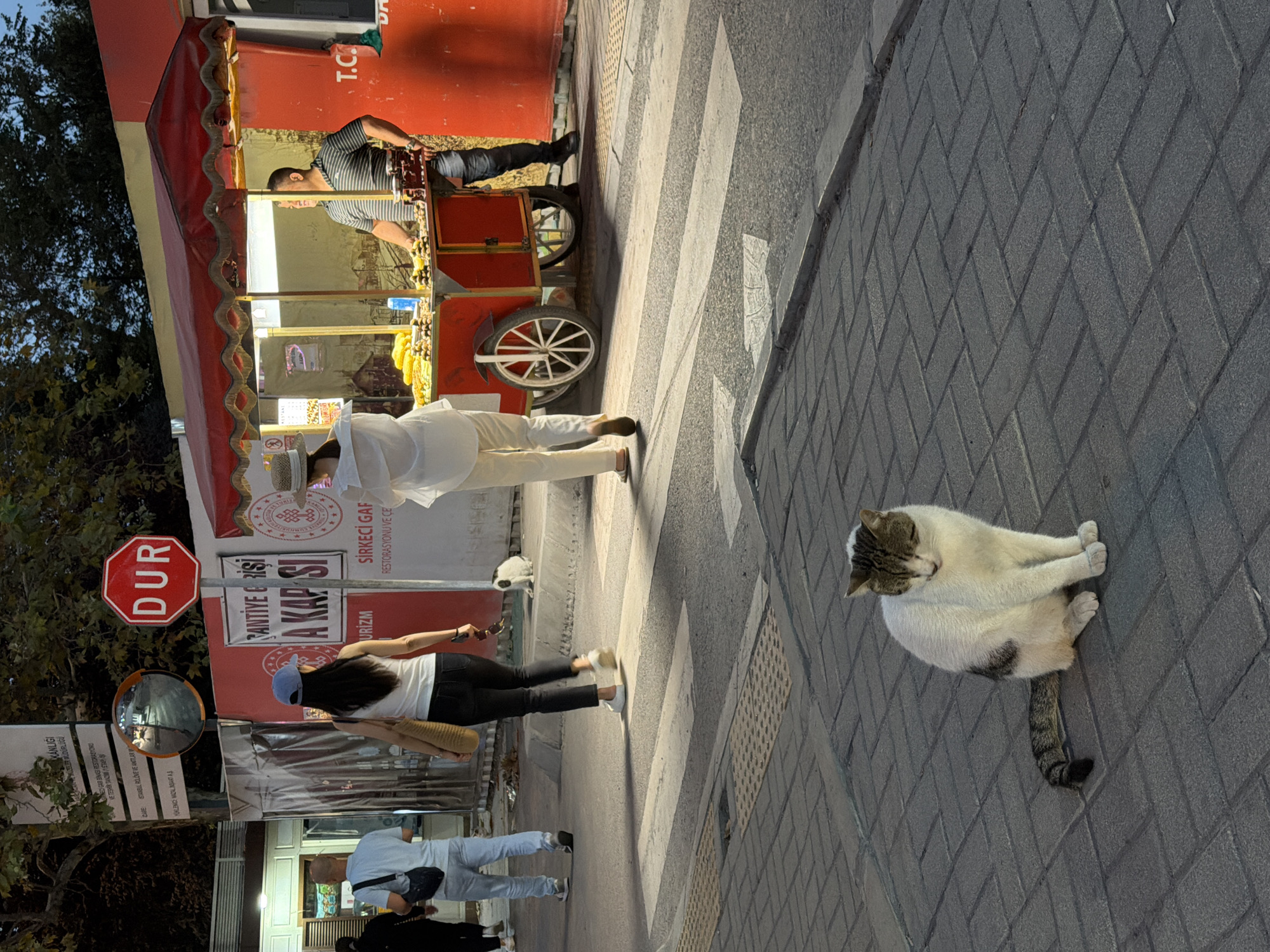 This is a medium-shot, eye-level photograph captured outdoors in Istanbul, Turkey, depicting a street scene at dusk. In the foreground, a tabby and white cat is seated on a grey brick sidewalk, looking slightly to the right with its eyes partially closed. Behind the cat, a pedestrian crosswalk is visible with white stripes painted on asphalt. To the right of the crosswalk, a red and white food cart is set up under a striped awning, selling corn on the cob and what appear to be chestnuts. A man in a striped shirt and jeans stands behind the cart, interacting with a customer. A woman in a white outfit and straw hat stands at the front of the cart, facing away from the camera. Further left, two individuals are walking across the crosswalk: a man in a light blue t-shirt and jeans, and a woman in a white tank top and black pants, carrying a tan bag. In the background, a red octagonal "DUR" (Stop) sign is mounted on a pole, next to a convex traffic mirror reflecting the street. Above the sign, a tall metal pole with multiple informational signs is visible. Trees and building structures form the backdrop of the scene. The lighting suggests the warm glow of streetlights and the food cart illuminating the area, casting shadows on the pavement.