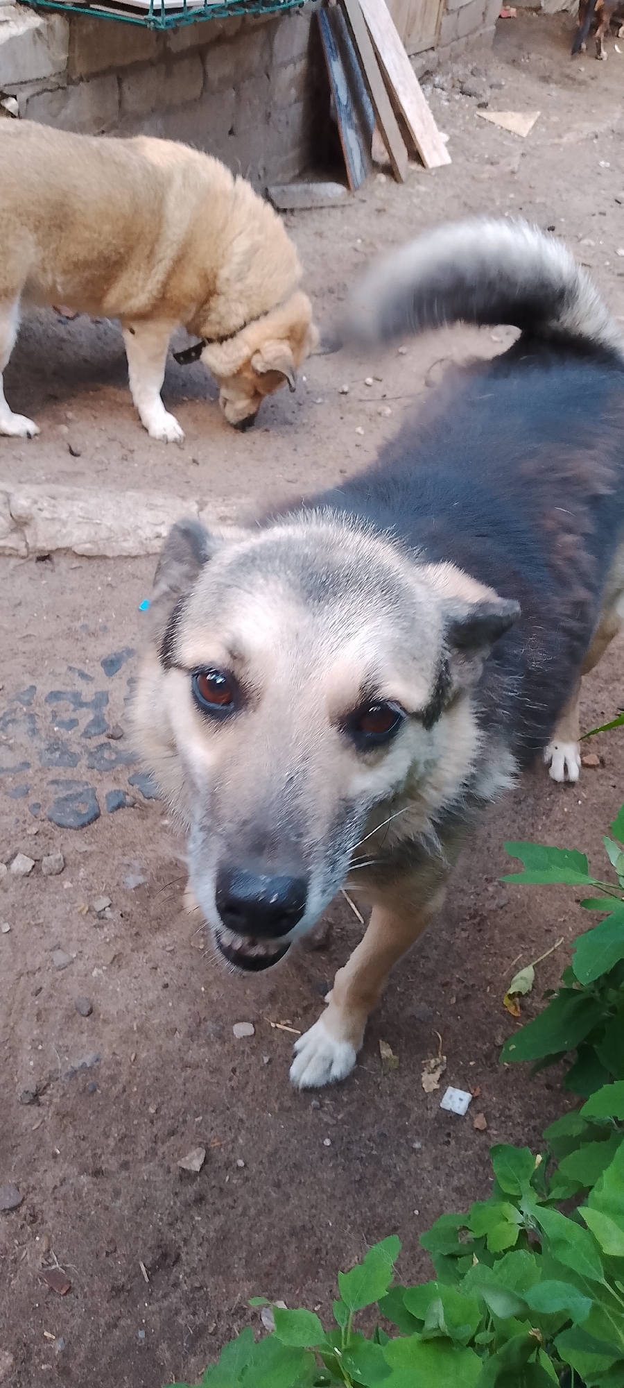 A medium shot captures two dogs outdoors on a dirt surface. The dog in the foreground, facing the camera, has a grey and tan coat with alert, brown eyes and visible teeth. It is positioned centrally, with its head slightly tilted. Behind it, a larger, tan-colored dog with a dark collar is bending down, appearing to sniff the ground. The background consists of a low, grey brick wall and some wooden planks leaning against it. The environment suggests a rural or utilitarian outdoor space, potentially a backyard or a similar unpaved area within the city of Belgorod, Russia. The lighting is natural, indicating daytime.