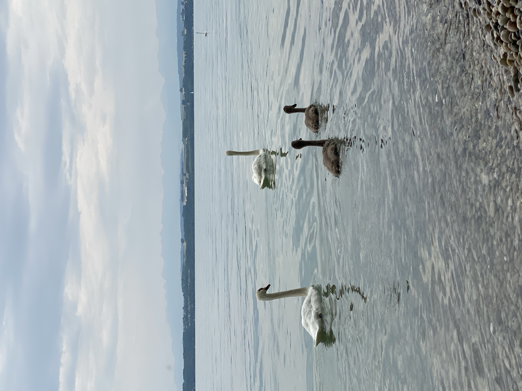 A flock of swans, consisting of two adults and two cygnets, are swimming in the calm waters of Lake Neuchâtel near the shore of Cortaillod, Switzerland. The adult swans are white, while the cygnets are dark gray and appear to be juvenile. The water is clear, revealing a bed of pebbles beneath the surface near the foreground. In the background, a distant shoreline is visible with trees and buildings, and further beyond, a range of mountains under a cloudy sky. The scene depicts a peaceful natural environment.